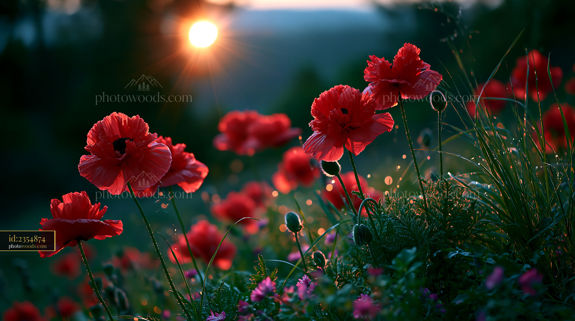 Poppies Bloom at Sunset Creating a Colorful Scene in Nature