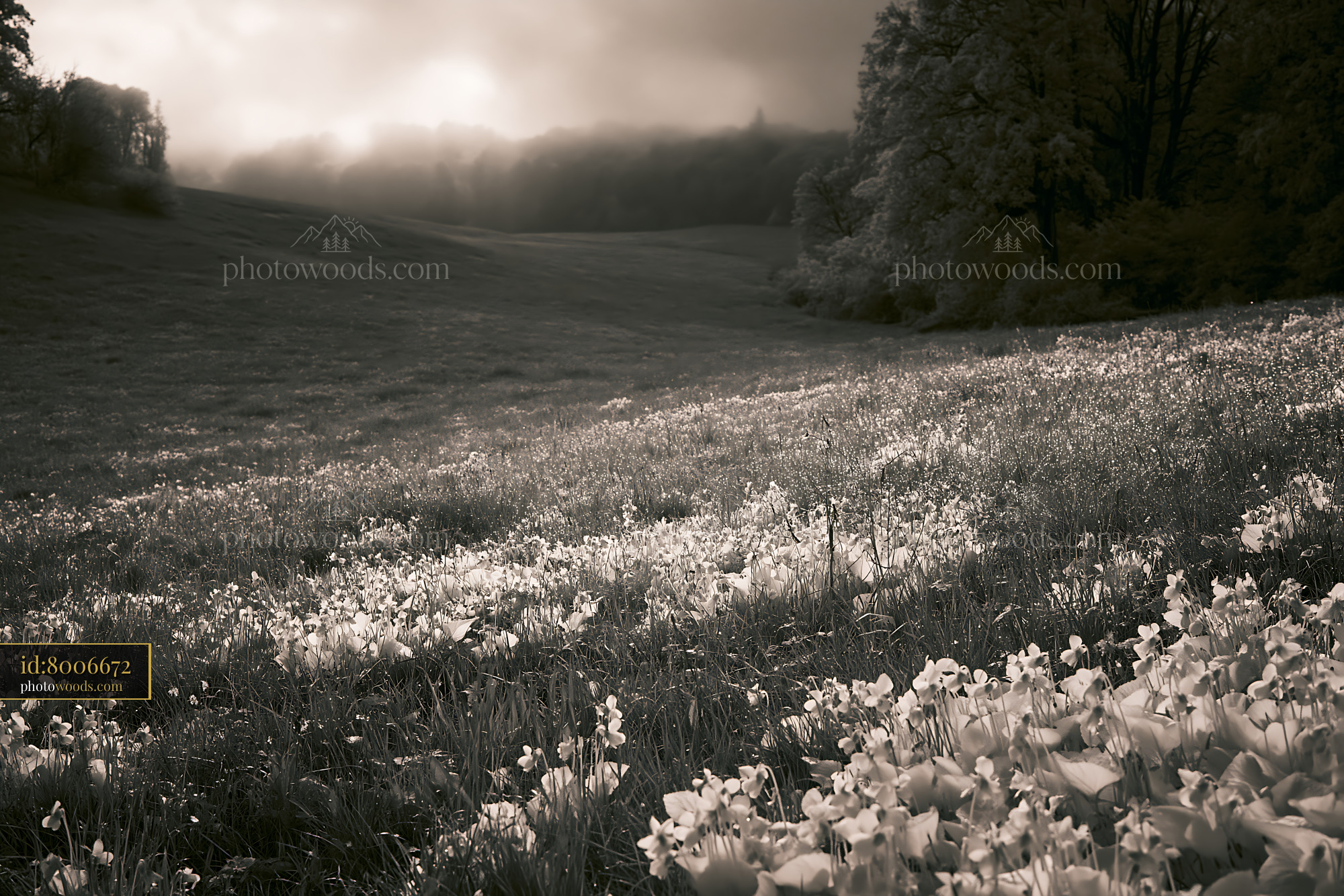 Violet Wildflowers Blooming in an Alpine Meadow at Dawn