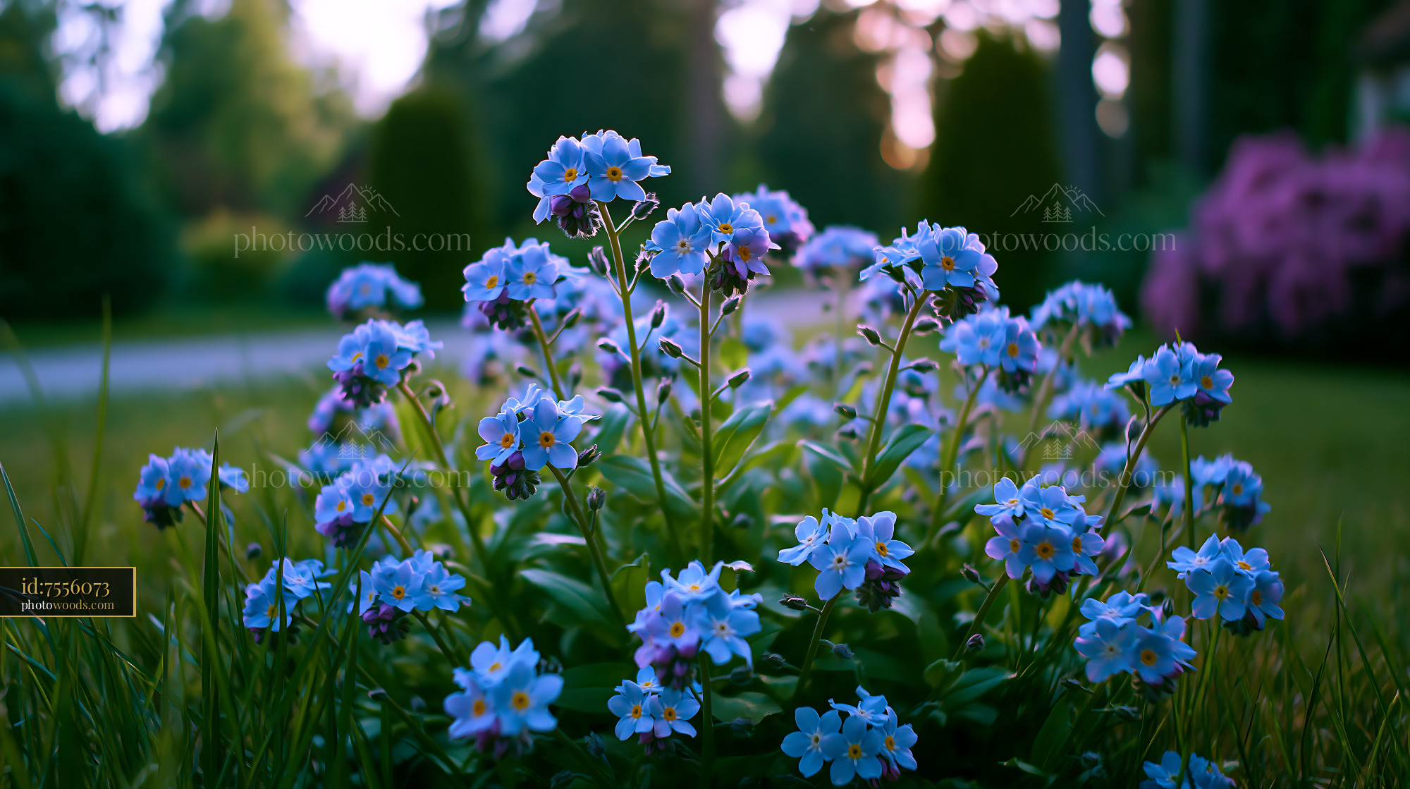 Blue Flowers Bloom in Garden During Evening Light