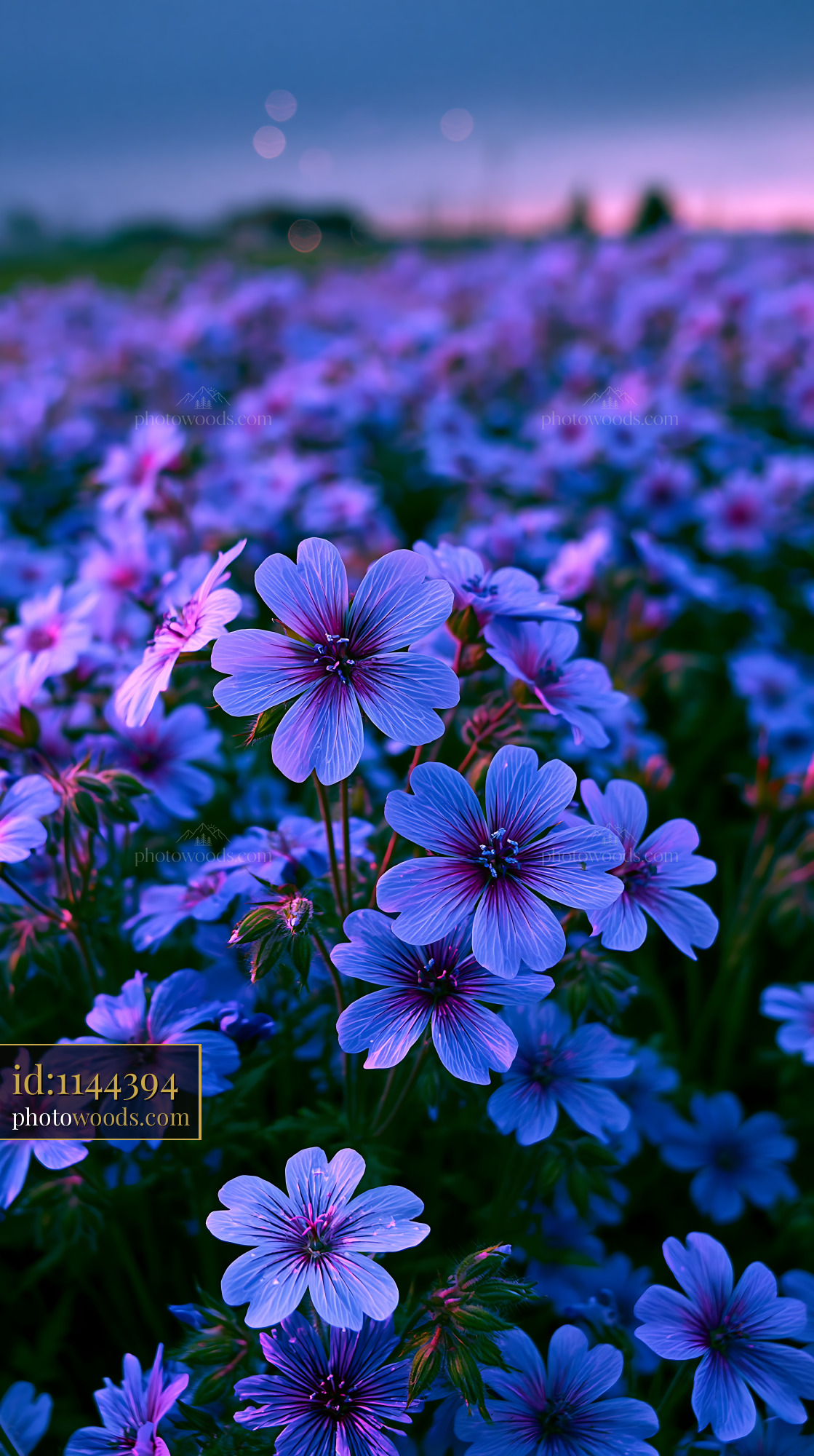 Flowers Bloom in a Colorful Field at Sunset With Bright Petals