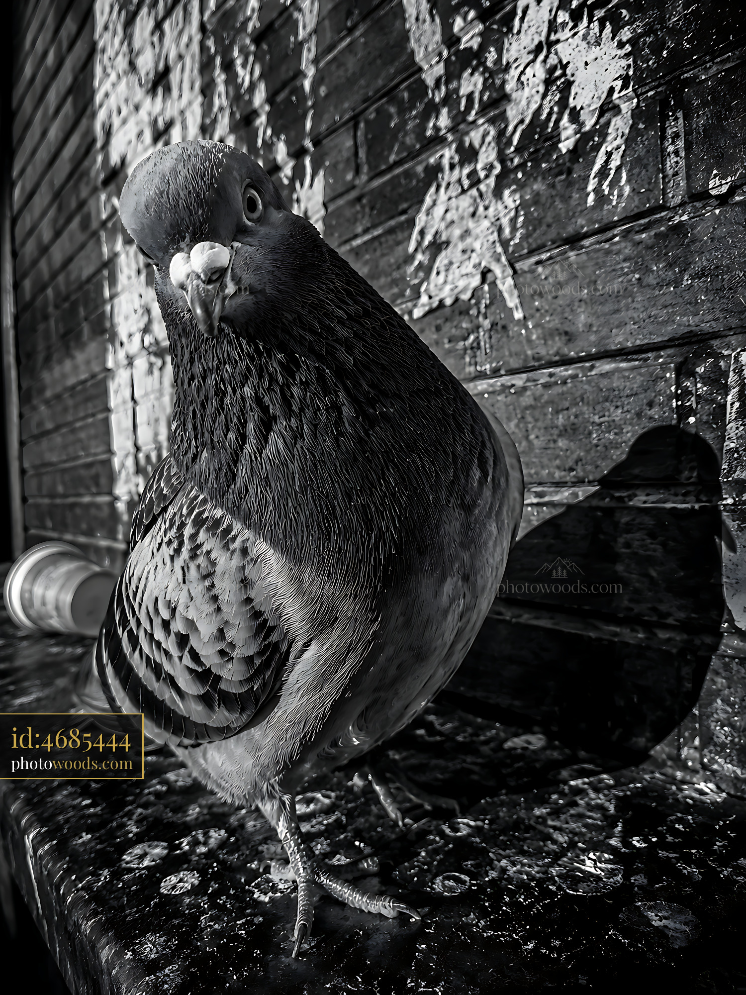 Pigeon Standing on Wet Surface Looking at the Camera With Interest
