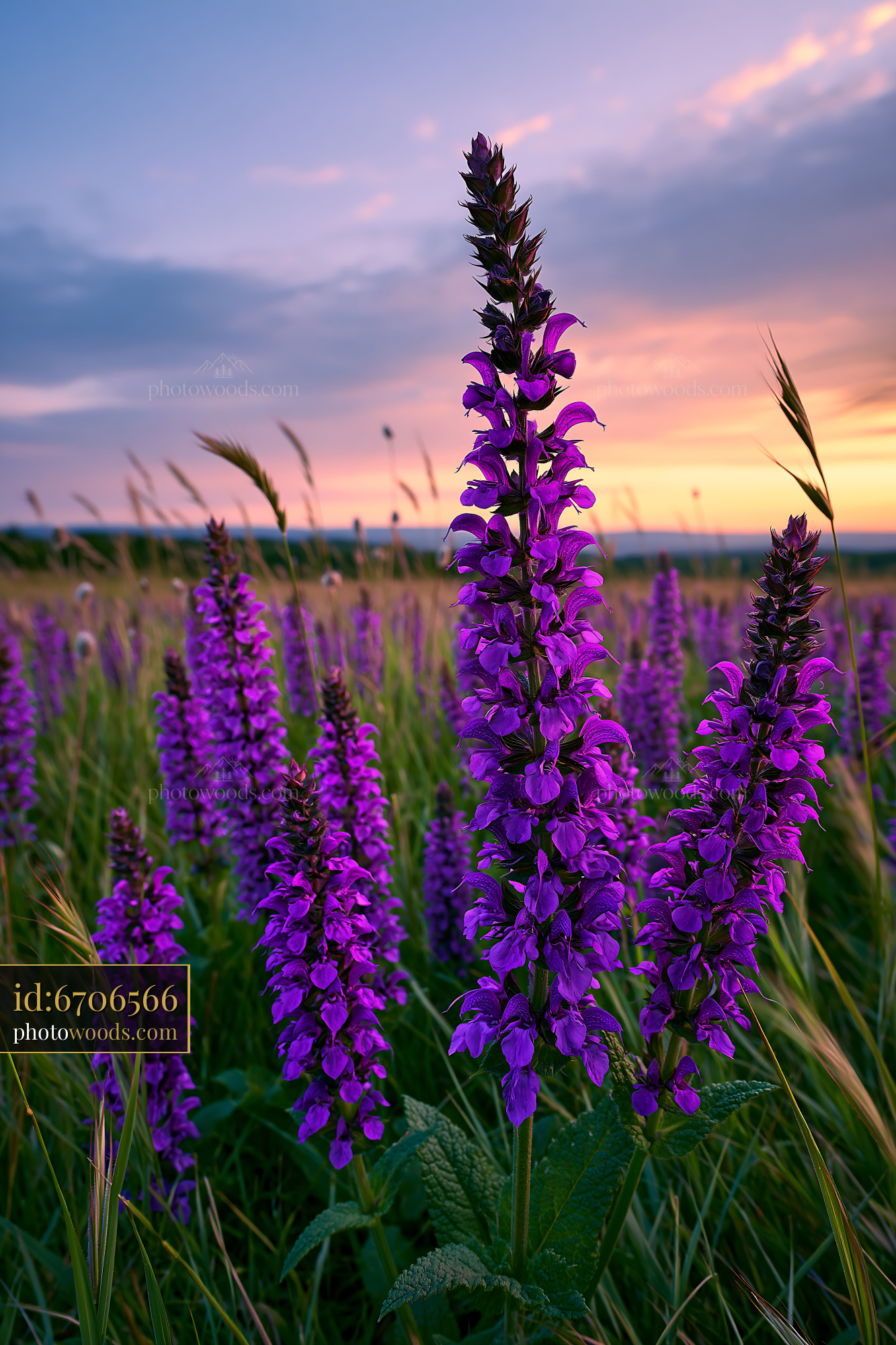 Meadow Sage Blooming at Sunset in an Open Field
