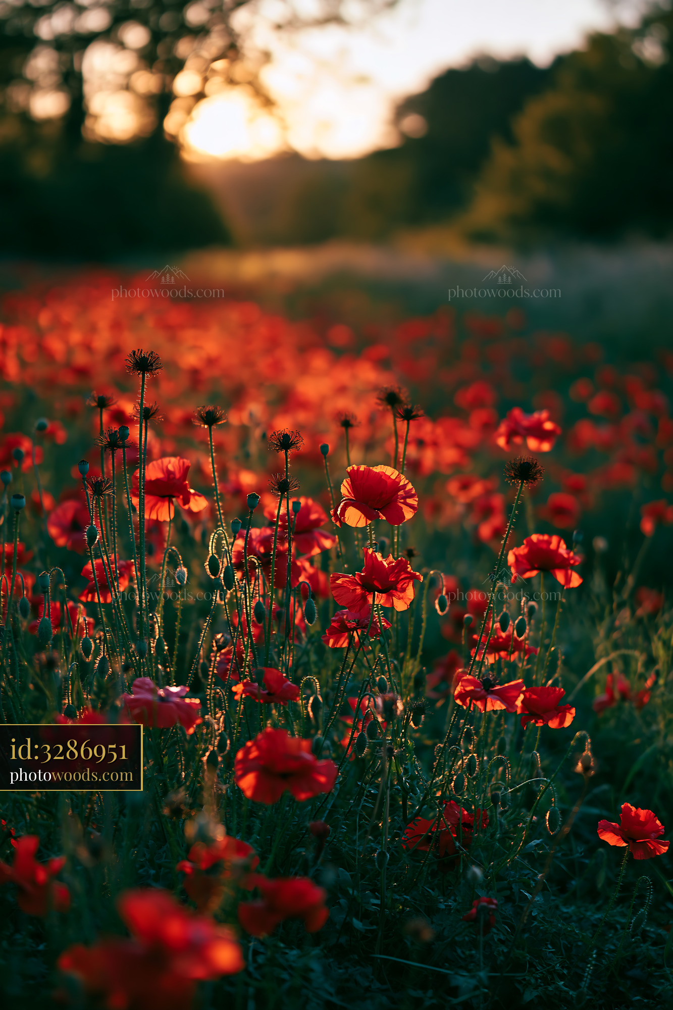Poppy Field Blooming at Golden Hour in Spring Season
