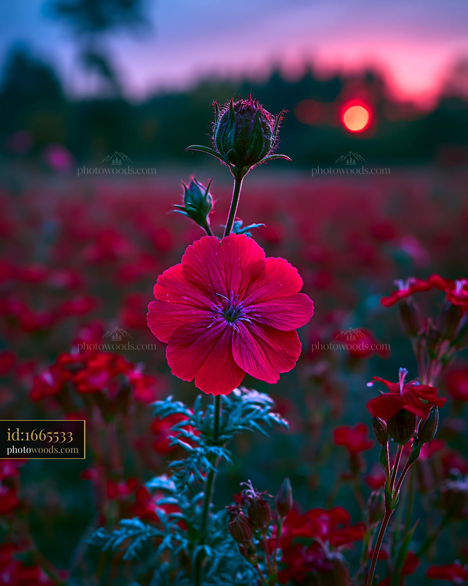 Flower Stands Tall in a Field During Sunset With Colorful Blooms