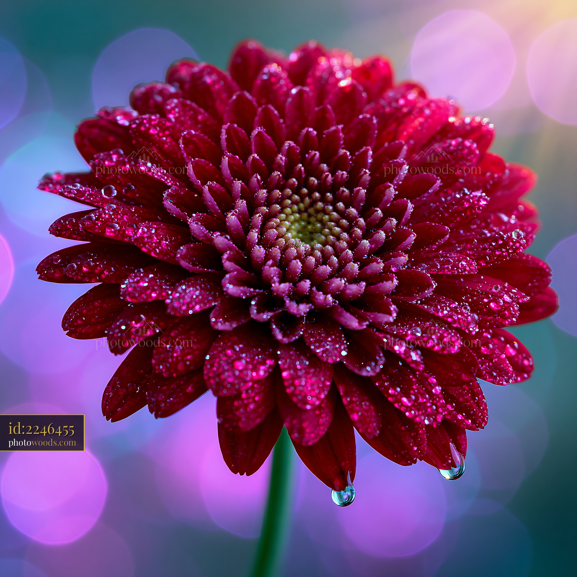 Red Flower With Water Droplets on Petals Against Colorful Background