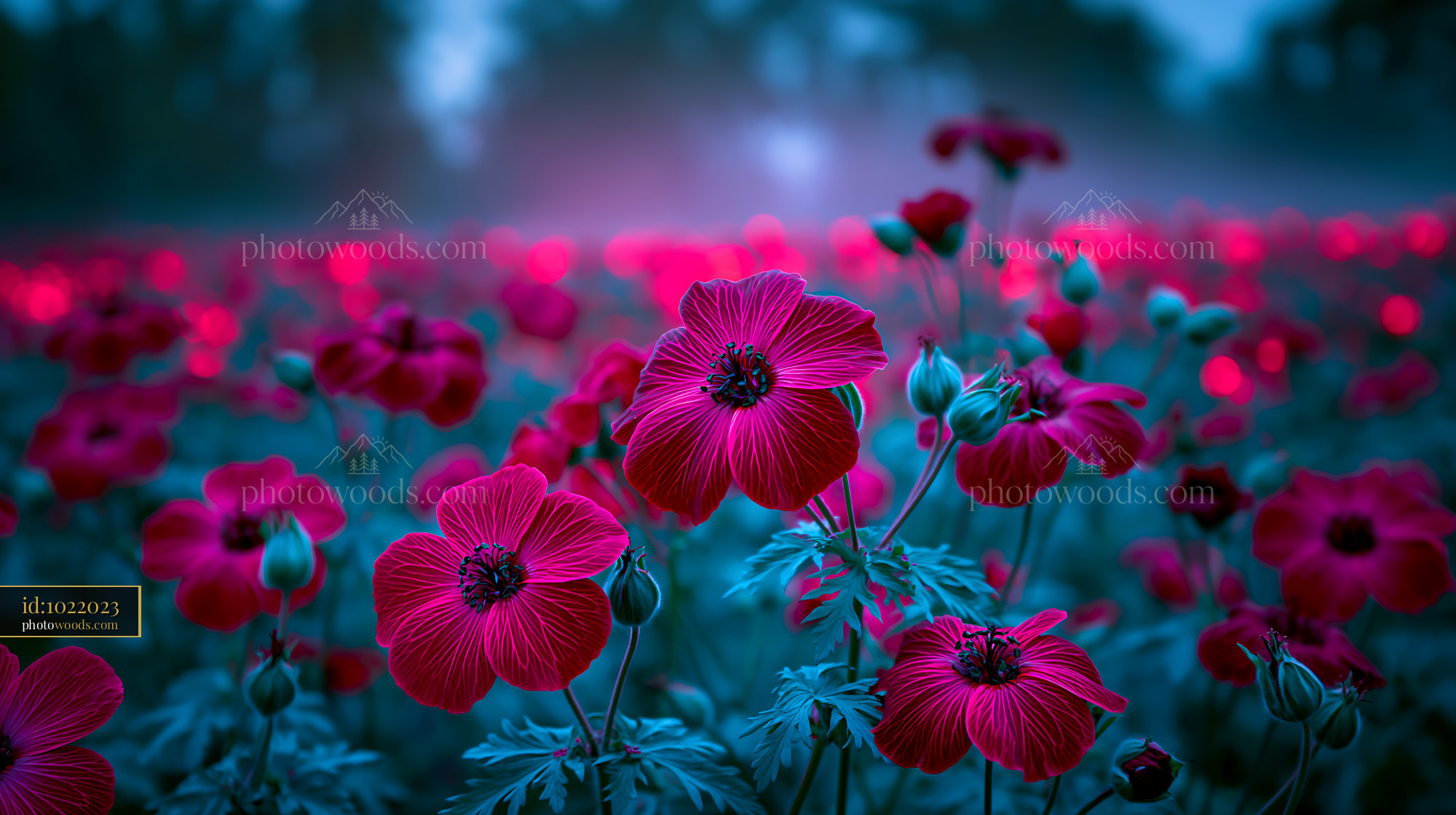 Flowers Bloom in a Vibrant Field During Twilight Hours
