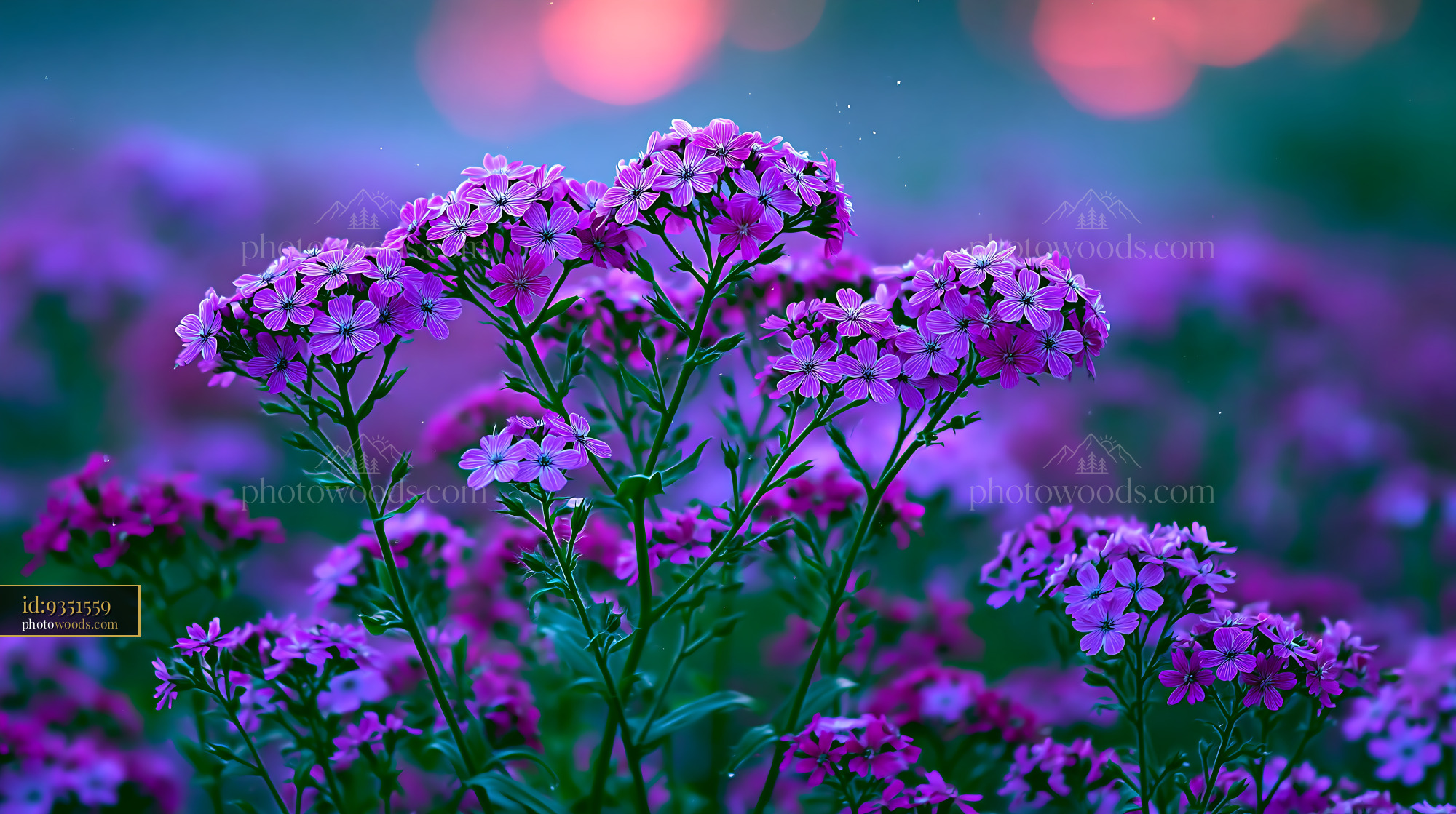 Flowers Bloom in a Field Under a Soft Violet Sky