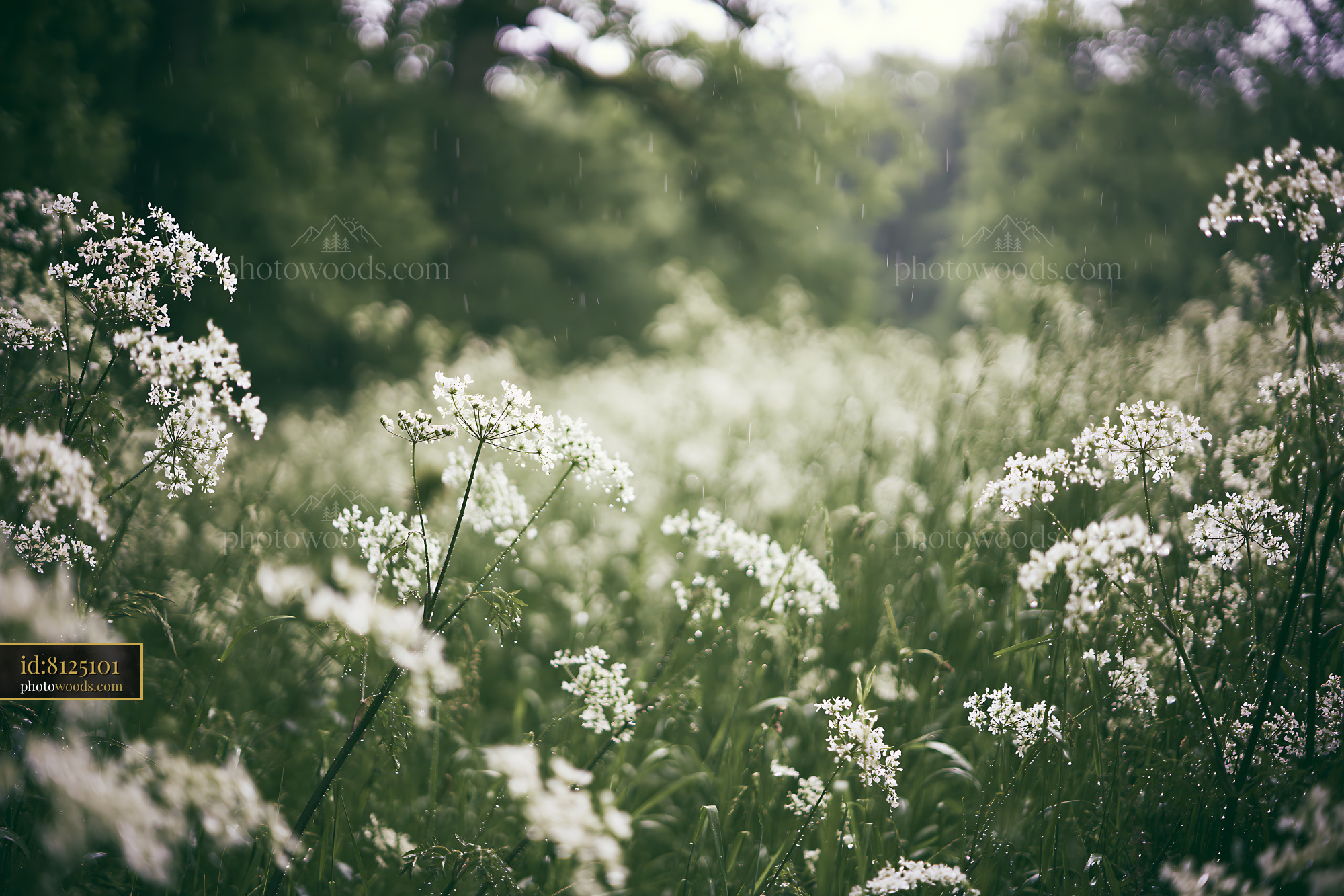Cow Parsley Blooming in a Lush Green Meadow During Spring