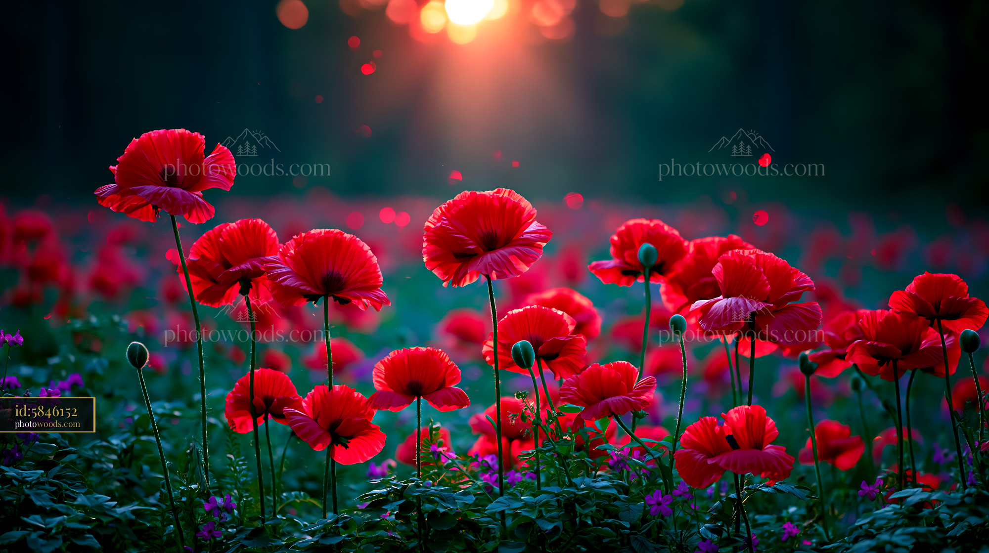 Red Flowers Bloom in Field With Sunlight Shining Through Trees