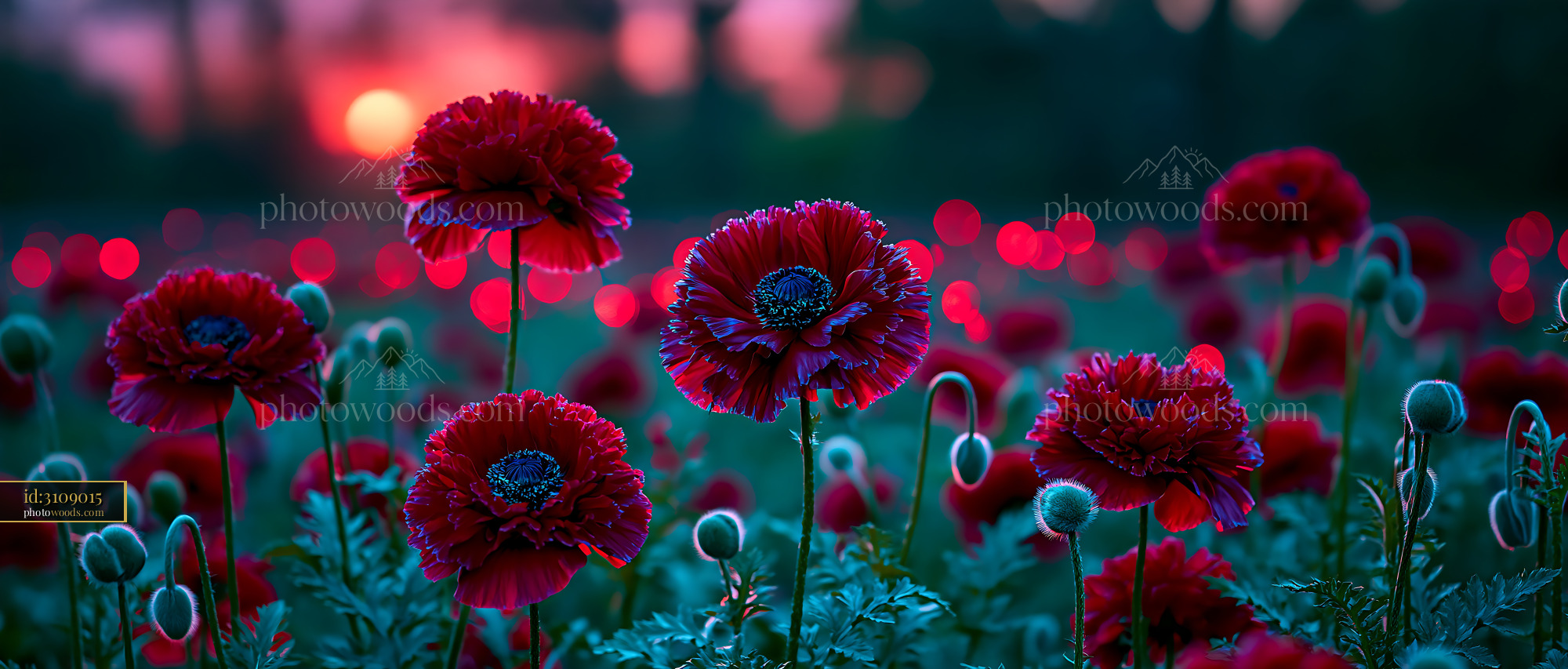 Poppies Bloom in the Field During Sunset With Vibrant Colors
