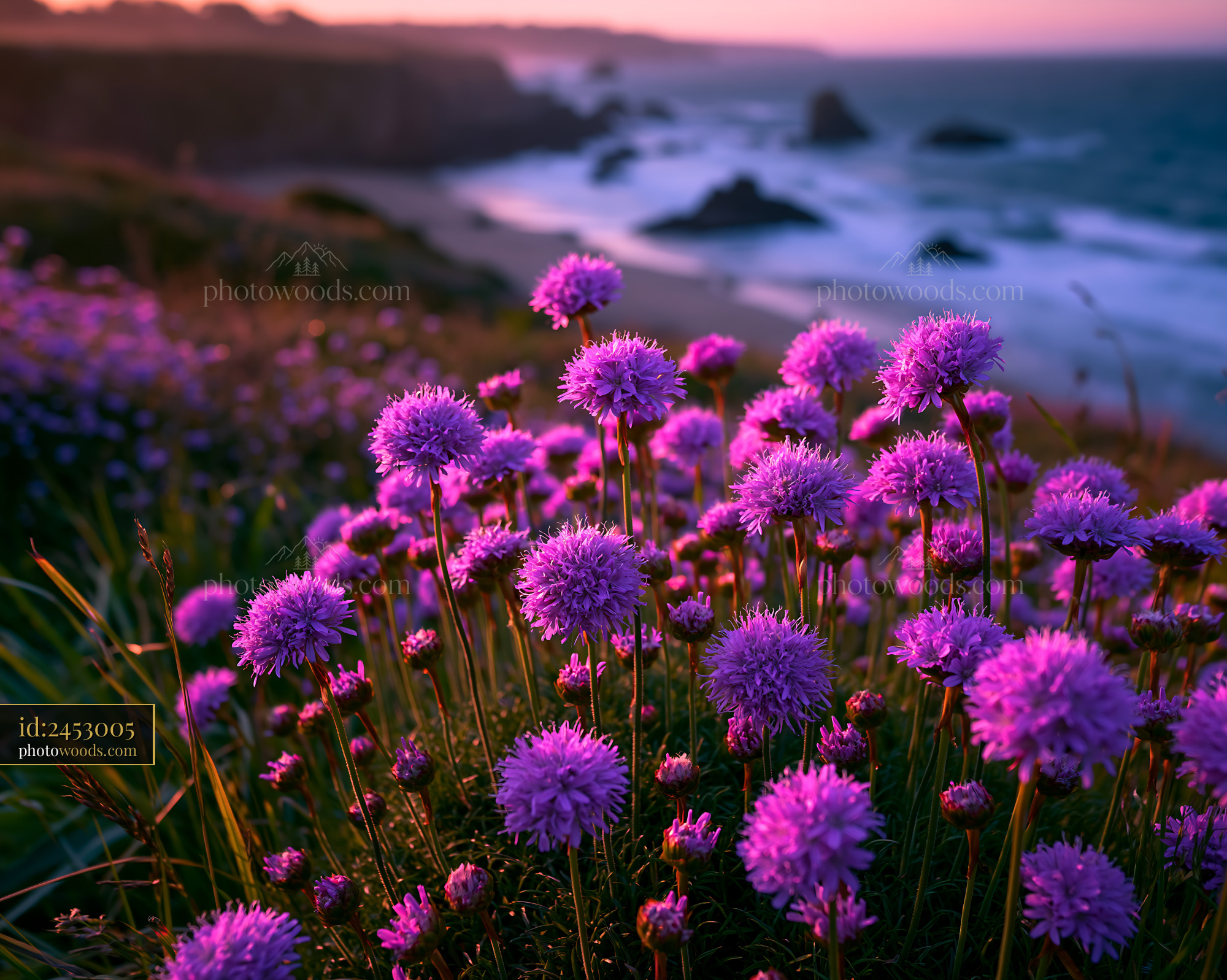 Purple Flowers Bloom Near Ocean Cliff at Sunset