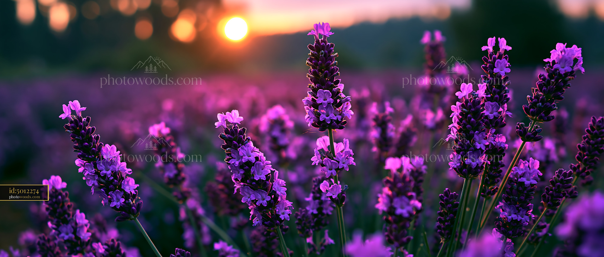 Lavender Field Blooms at Sunset With Vibrant Colors and Light