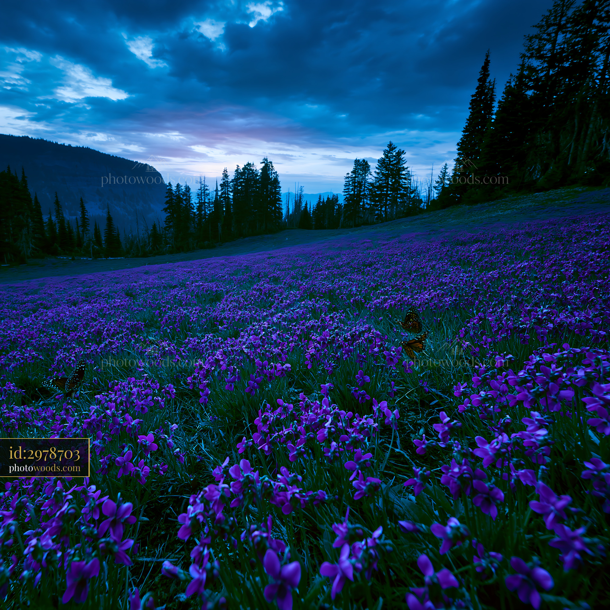 Violet Wildflowers Blooming in a Meadow at Dusk