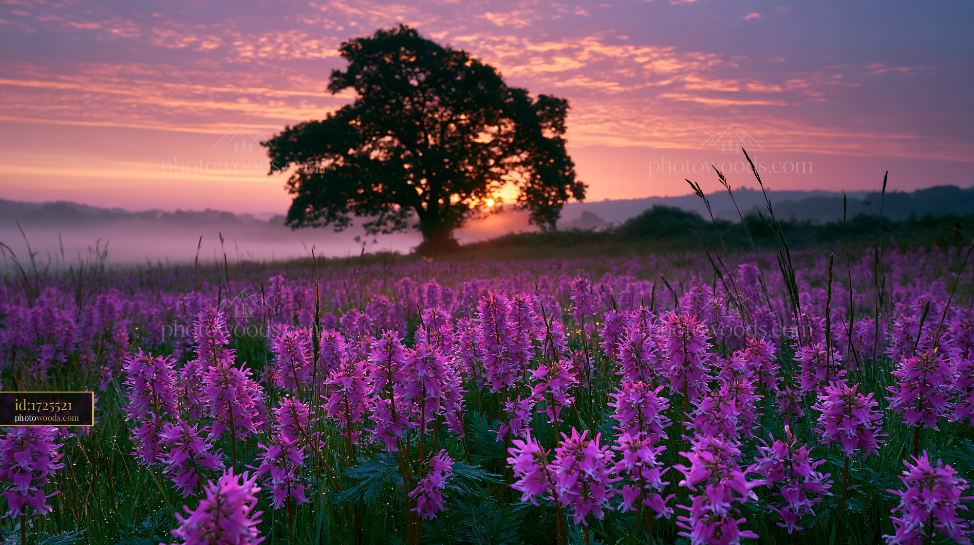 Wild Meadow With Ladys Slipper Orchids in Sunset Light