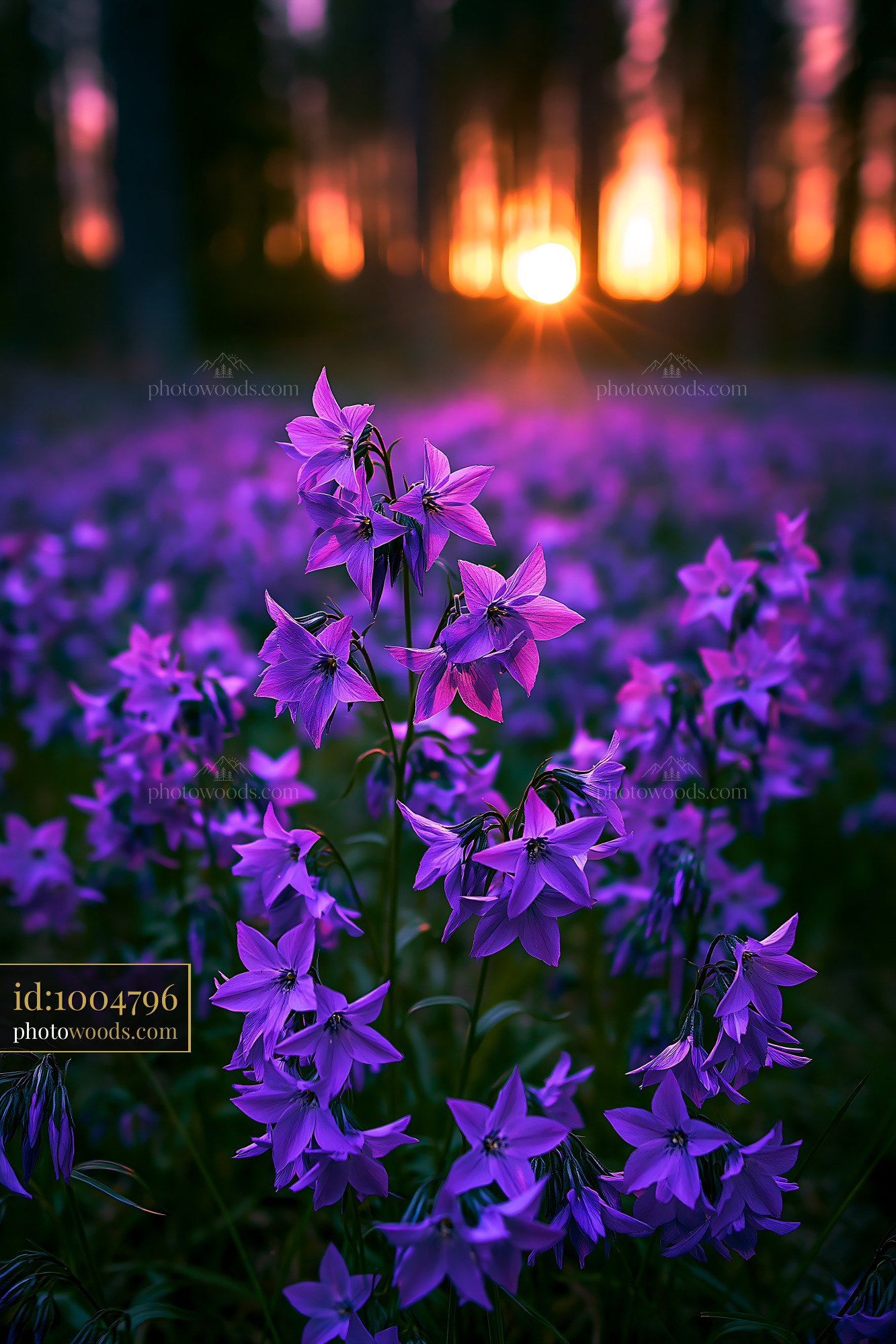 Purple Flowers Bloom at Sunset in a Forest Clearing
