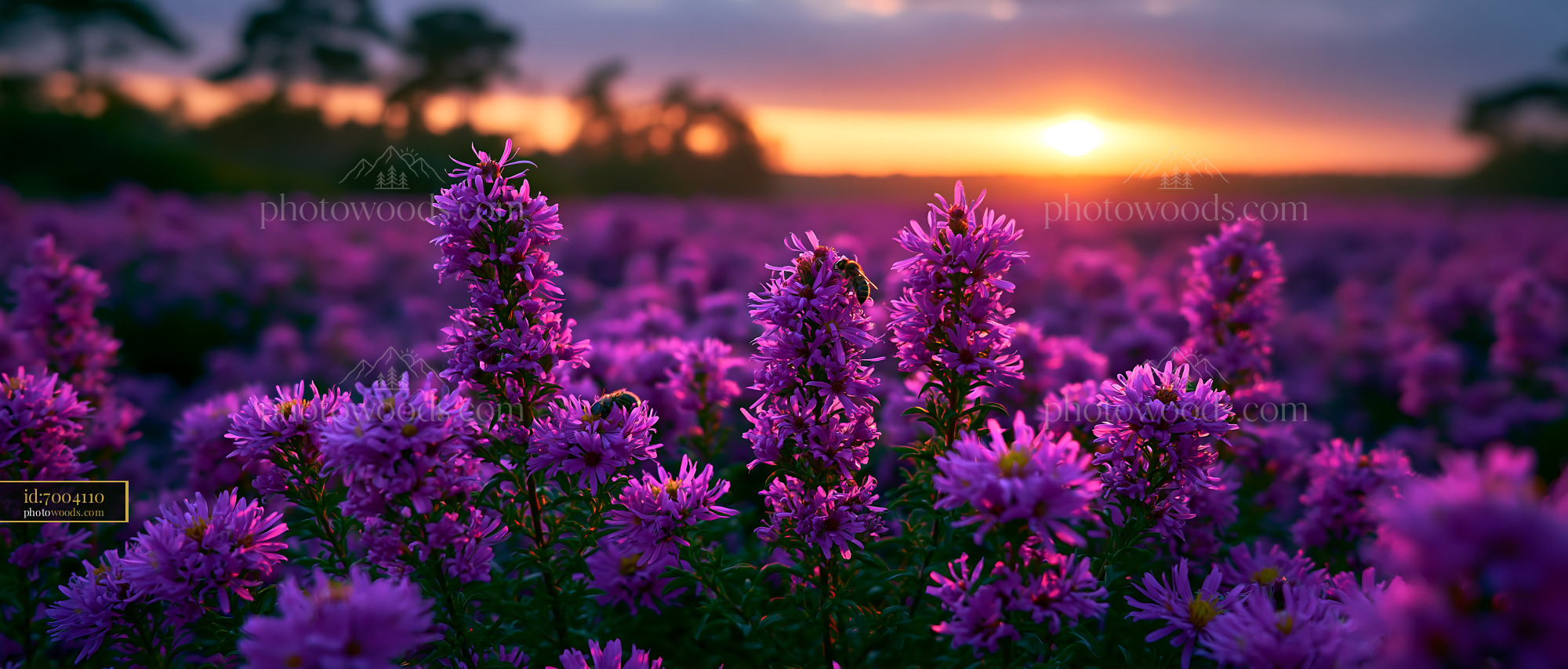 Flowers Bloom in a Field During Sunset With Purple Hues