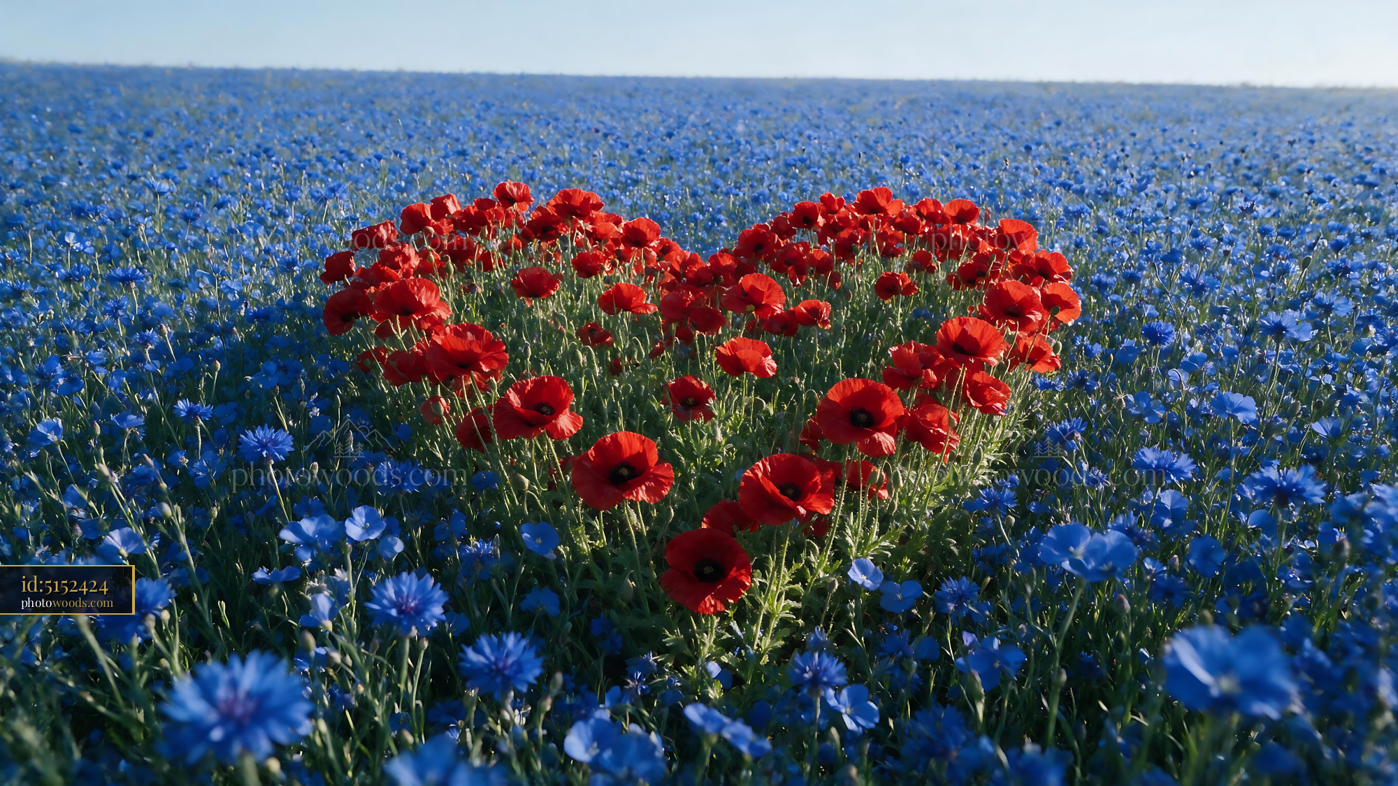 Red Poppies and Blue Cornflowers in a Wildflower Meadow