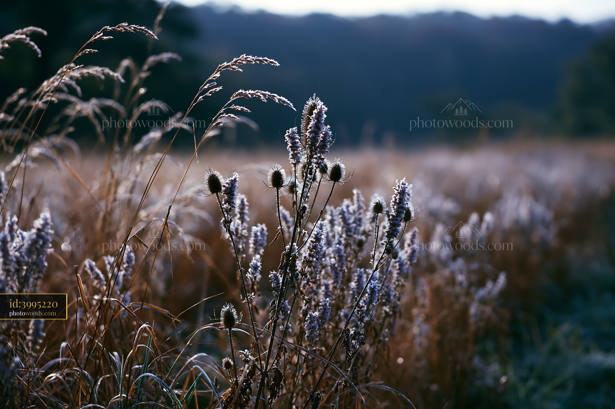 Meadow Sage in Morning Light, Wildflower Field in Summer