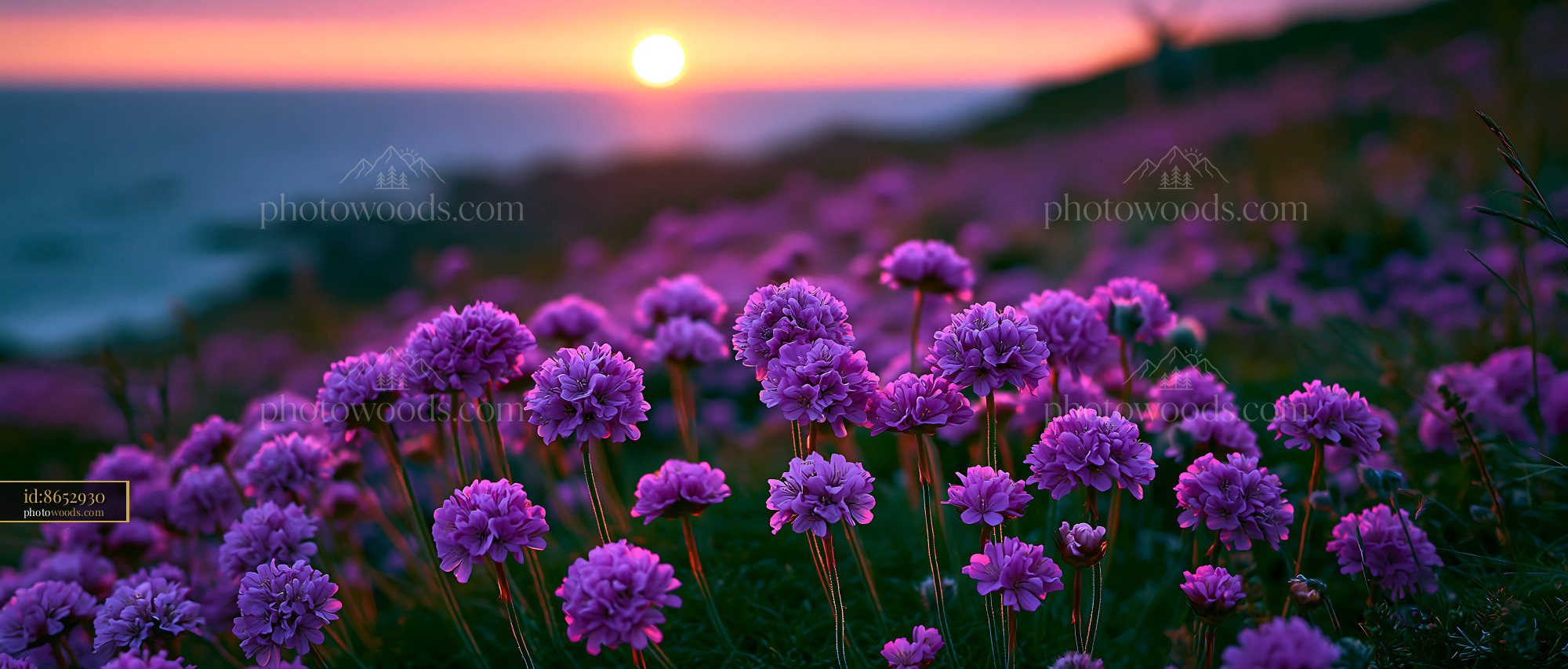 Purple Flowers Bloom Near the Ocean at Sunset
