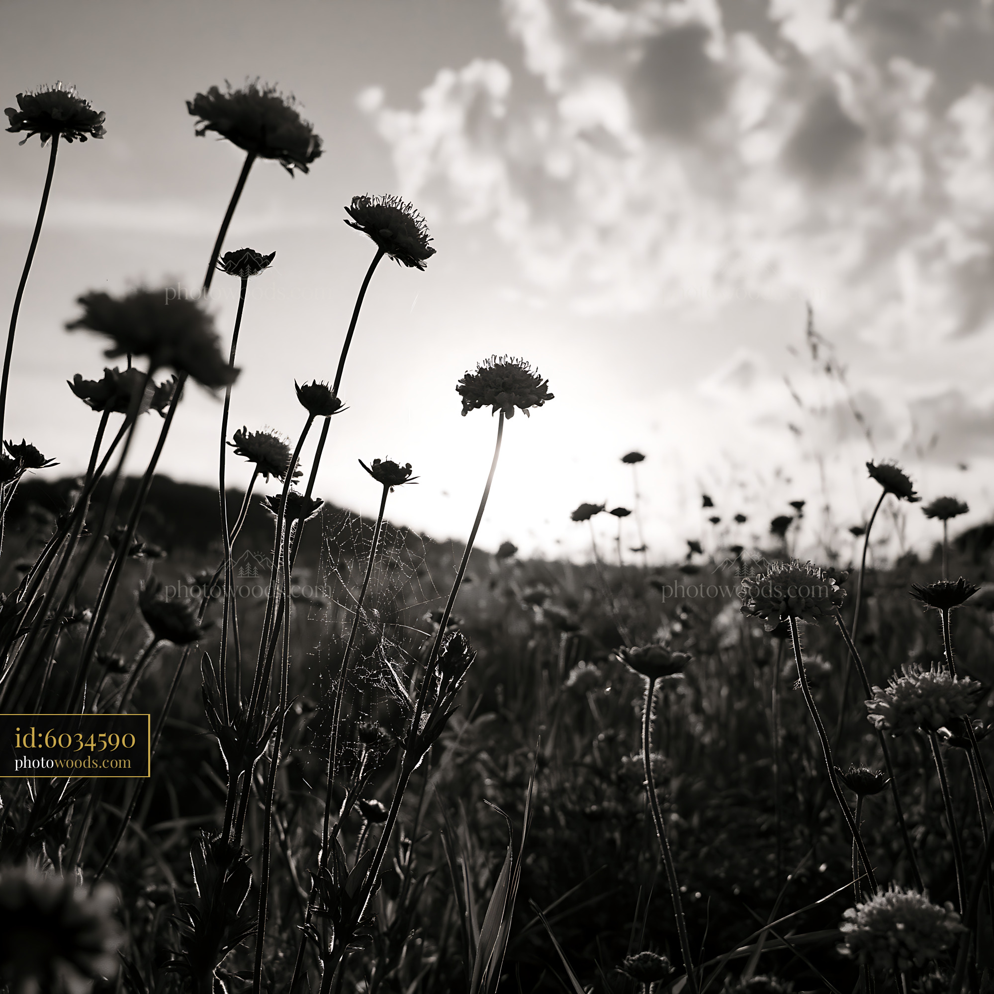 Scabious Wildflowers at Sunset in a Meadow Setting