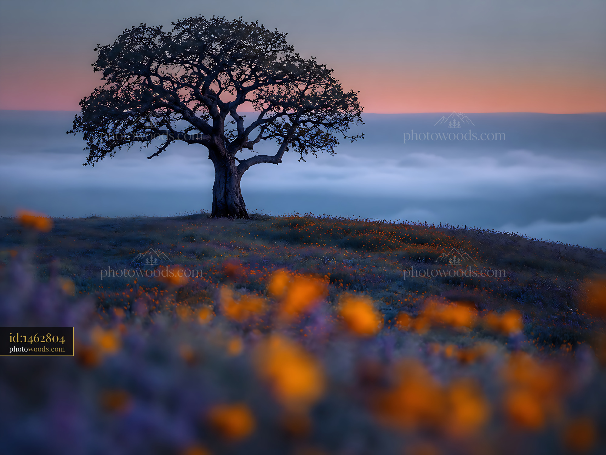 Tree Stands Alone on a Hill With Flowers in the Sunset Light