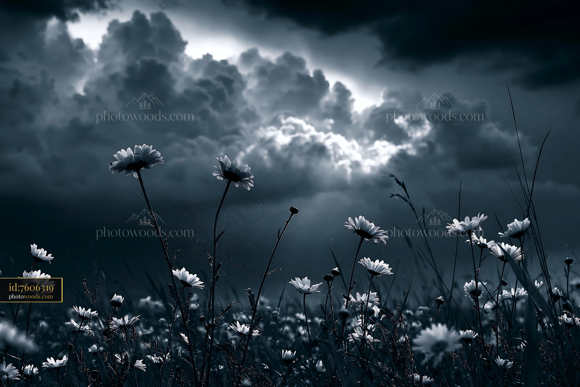 Daisy Wildflowers Blooming Under Cloudy Skies