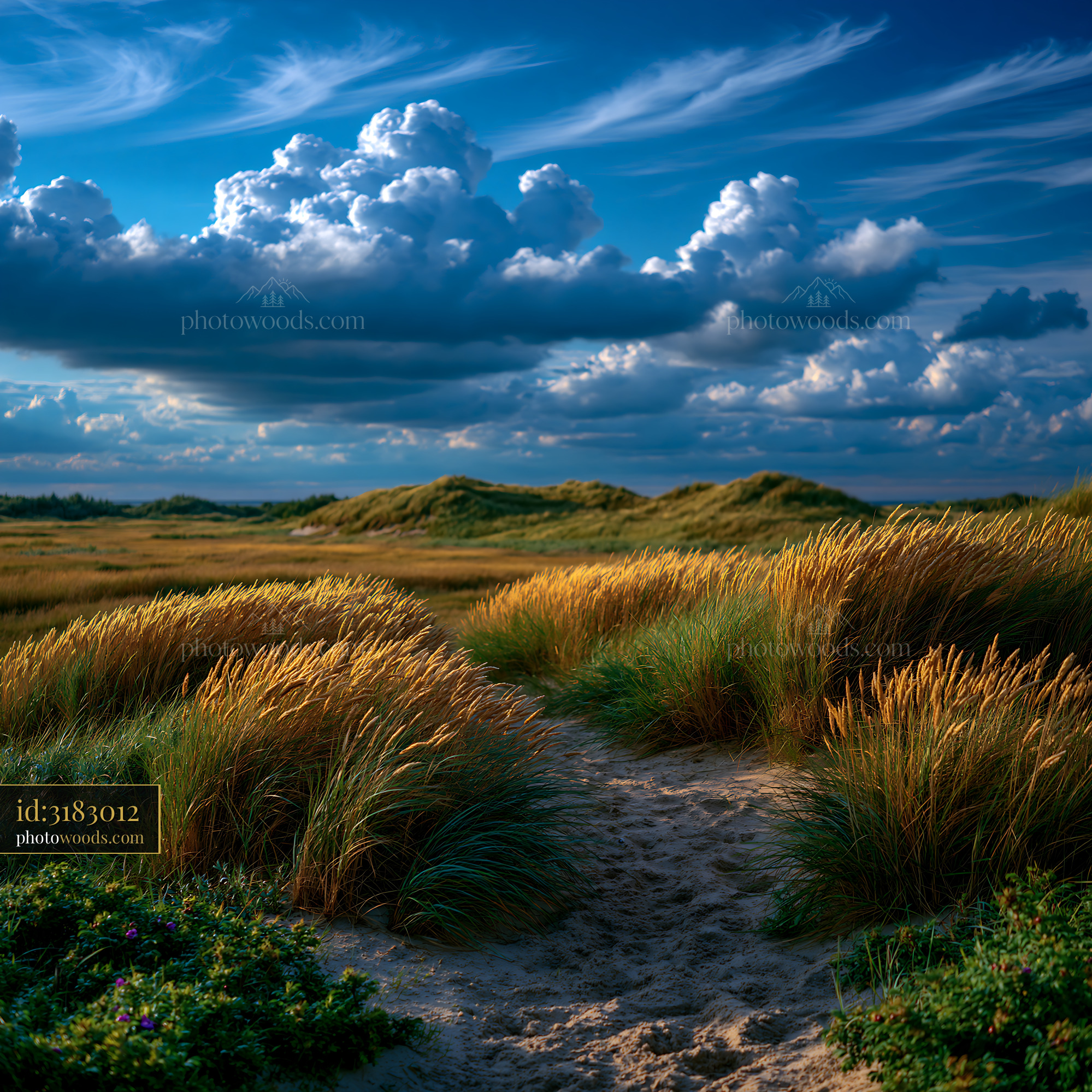 Nordic Beach With Dunes and Grass Under Cloudy Sky