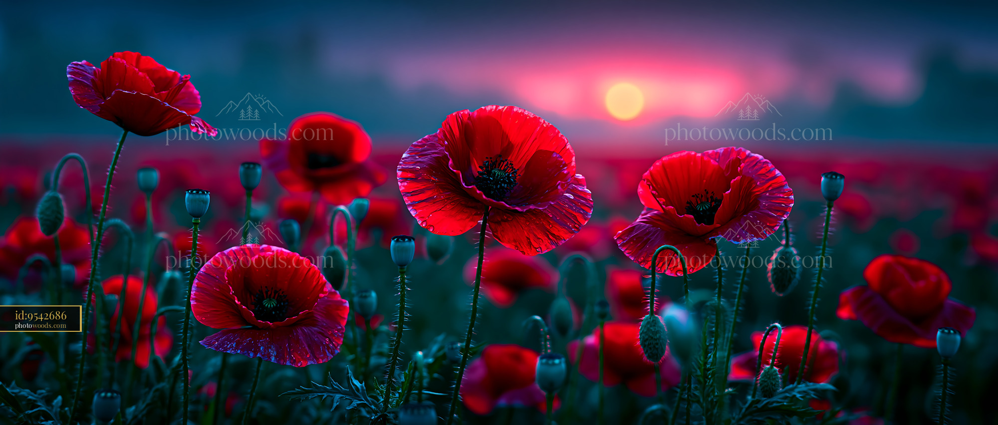 Poppies Bloom in a Field During Sunset With Vibrant Colors