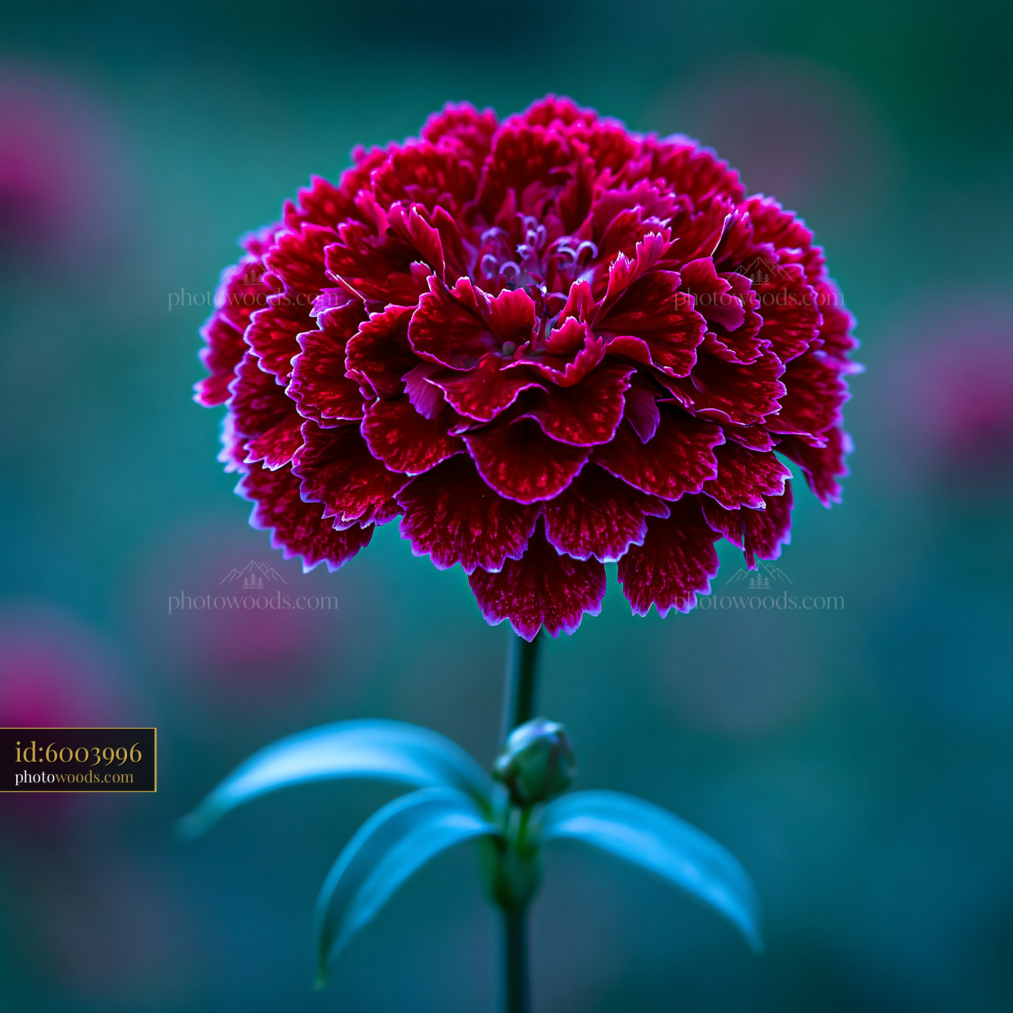 Red Flower Blooms on a Green Background With Soft Focus Effect