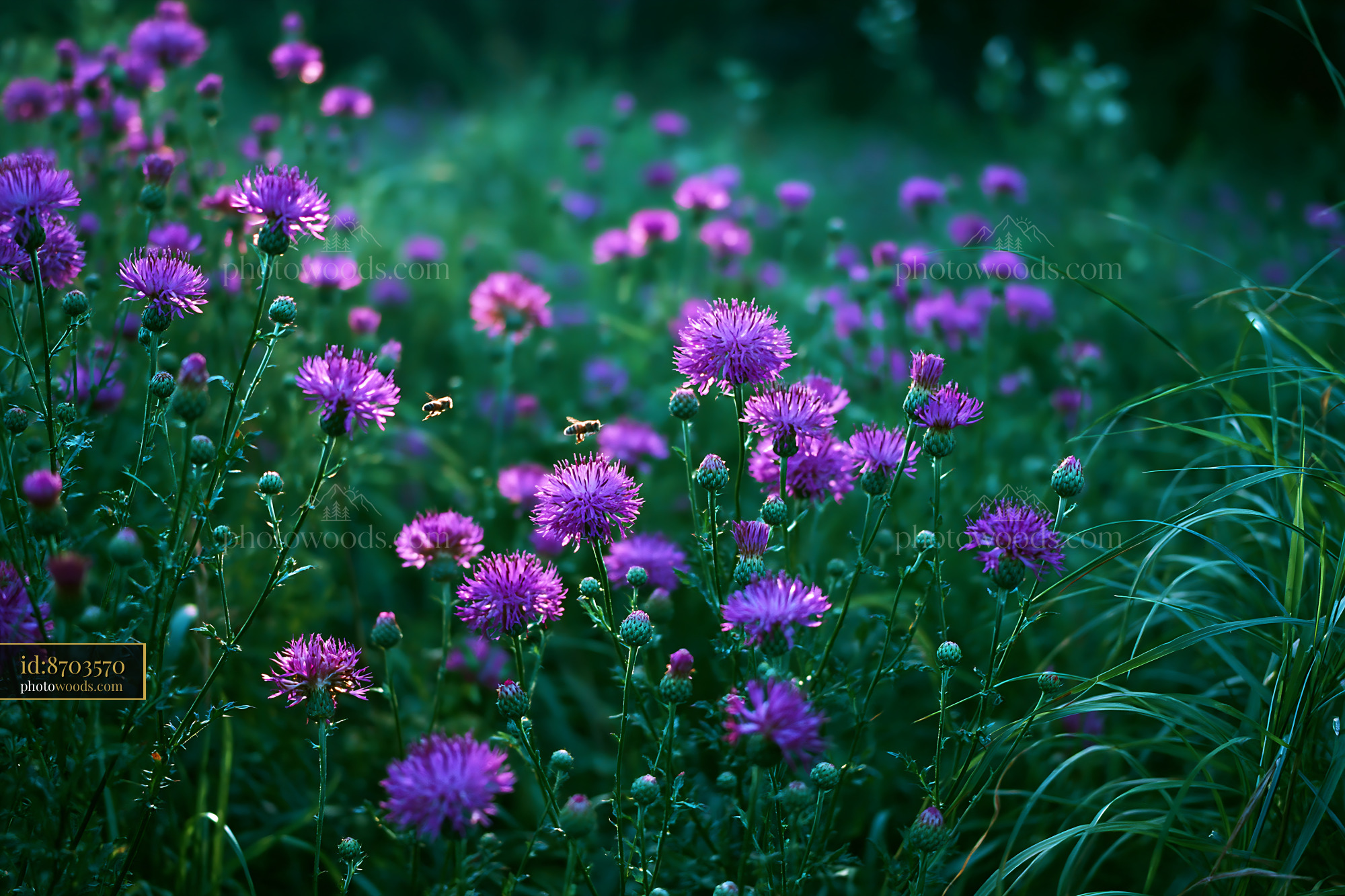 Knapweed Flowers Blooming in a Meadow During Early Summer