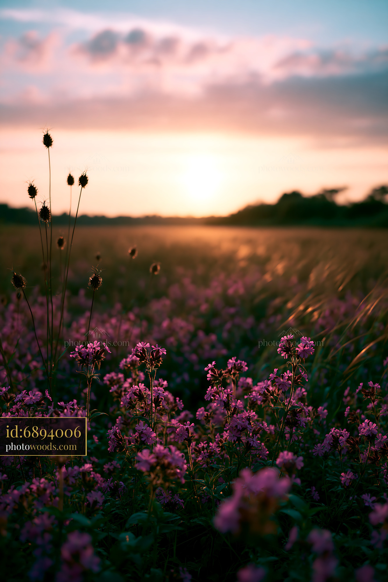 Pimpernel Flower Blooming at Sunset in the Meadow