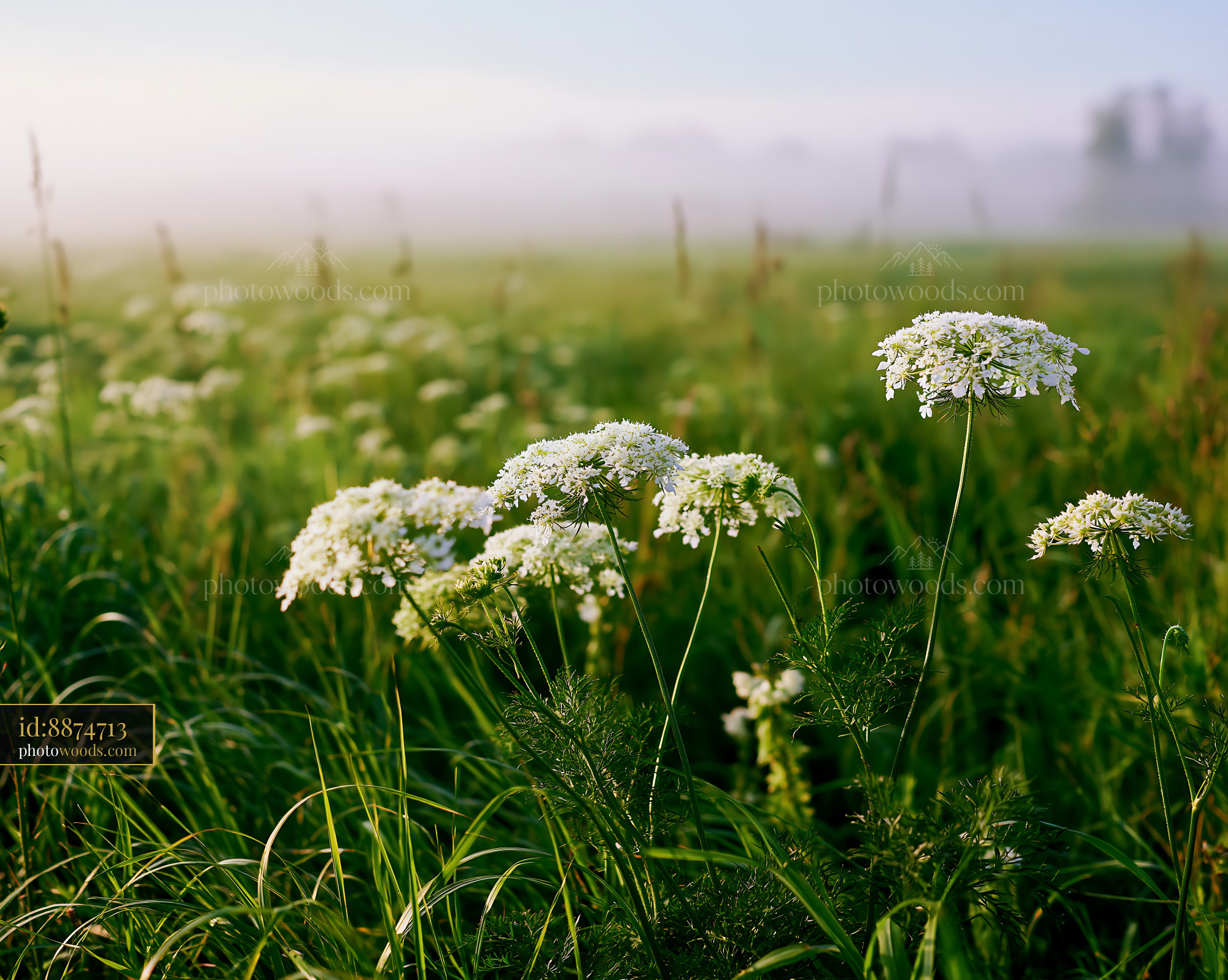 Wild Carrot Daucus Carota in Foggy Field During Morning