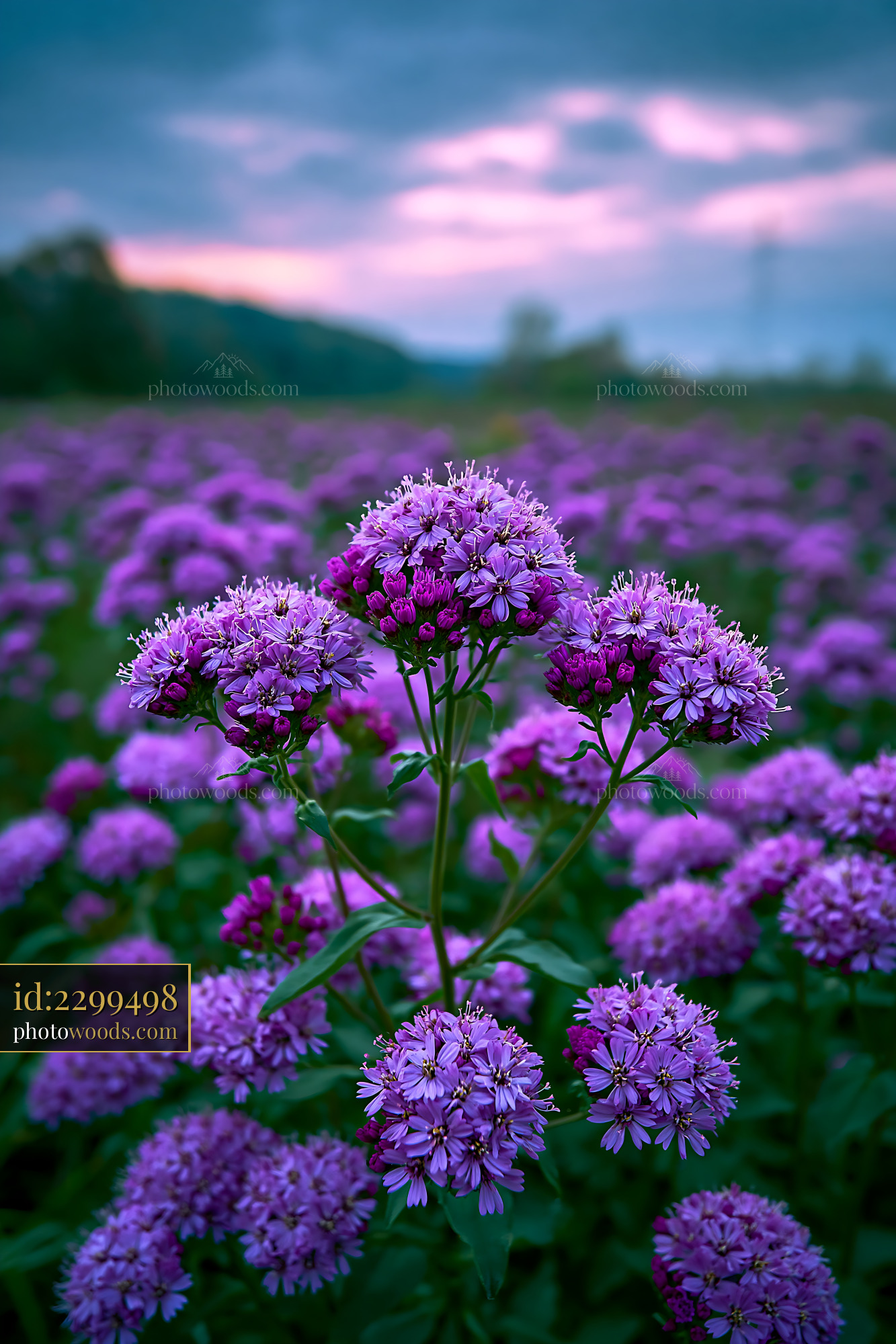 Purple Flowers Bloom in a Field Under a Cloudy Sky
