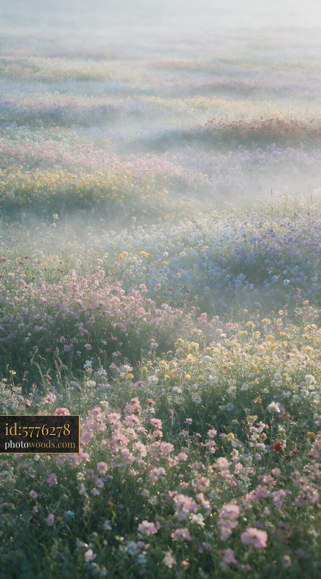 Meadow Wildflowers in Soft Light With Morning Dew