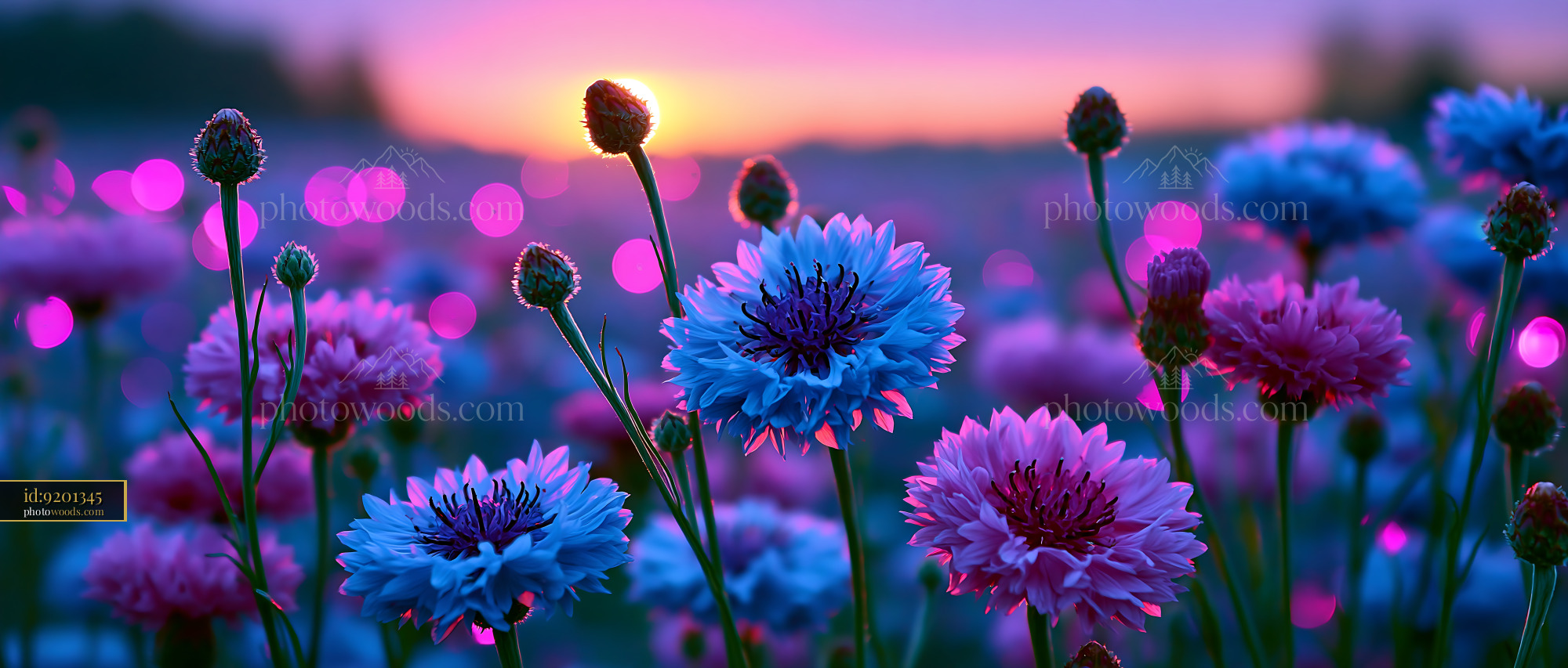 Flowers Bloom Under Sunset Sky With Vibrant Colors in the Field