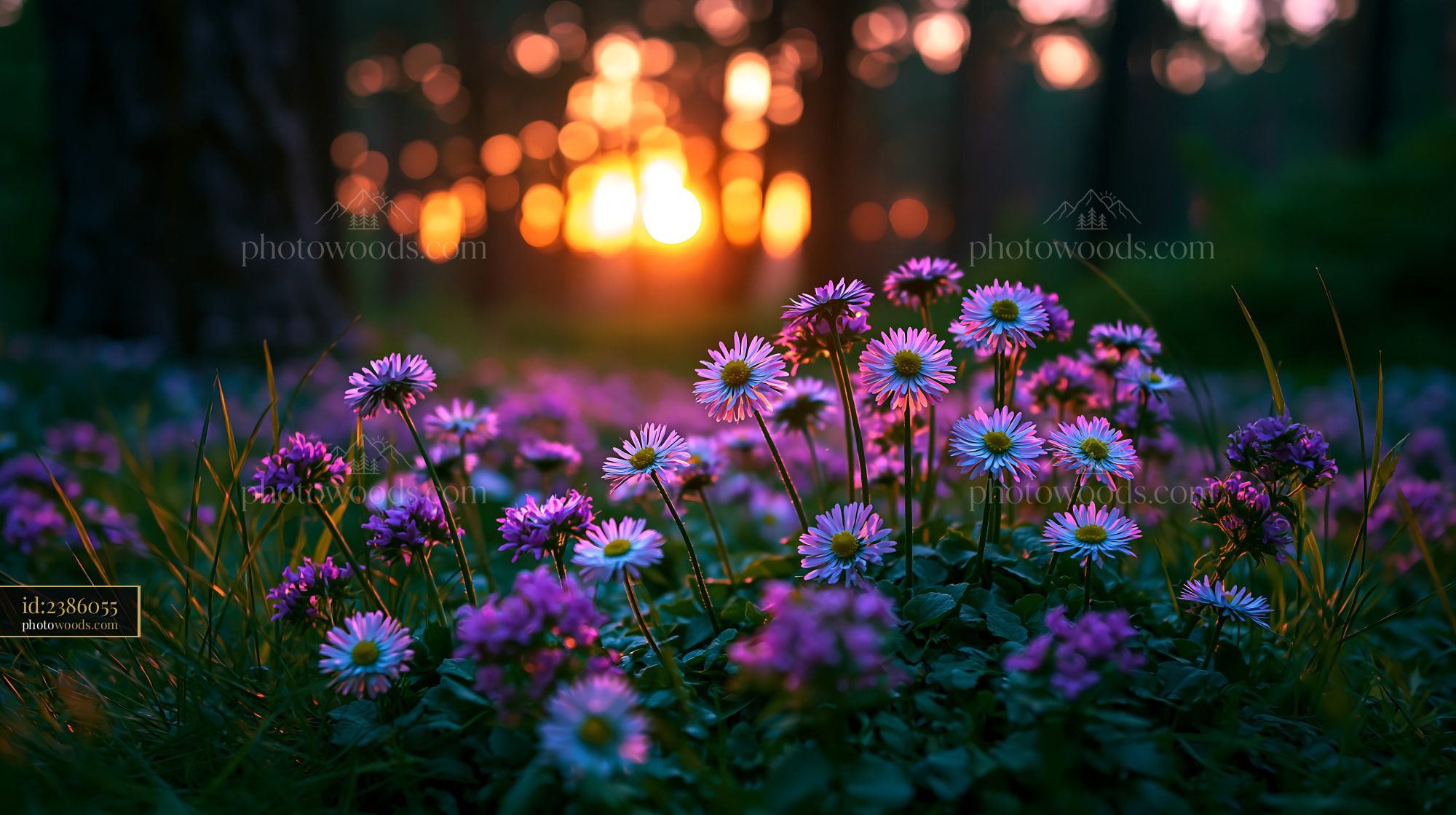 Flowers Bloom Under the Setting Sun in a Forest Clearing
