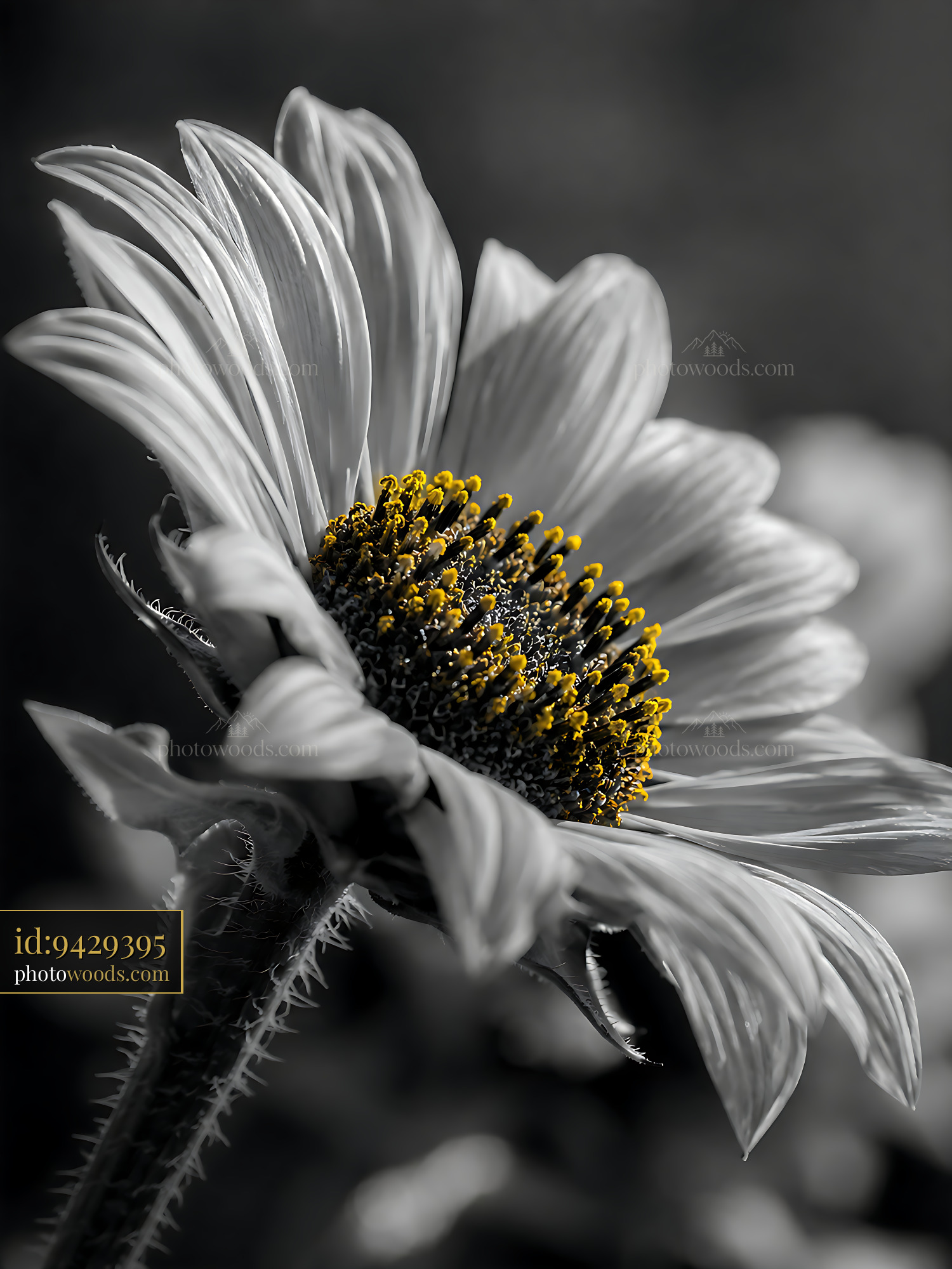 Sunflower Standing Tall, Showcasing Vibrant Yellow Center