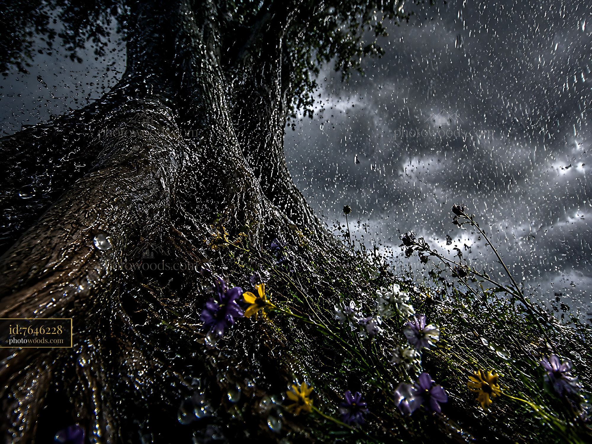 Tree Roots Covered in Rain With Flowers and Dark Clouds Overhead