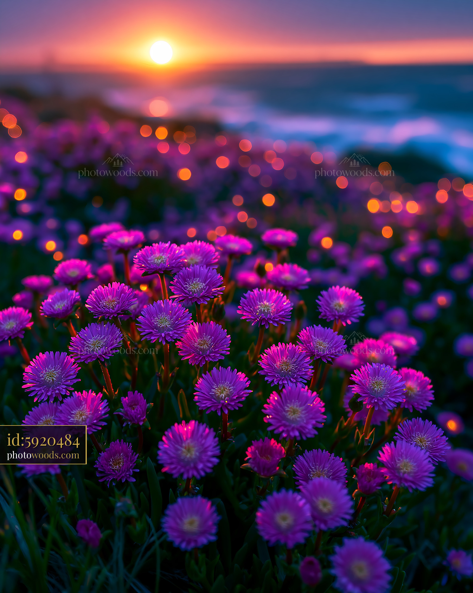 Flowers Bloom by the Ocean at Sunset With Waves Crashing