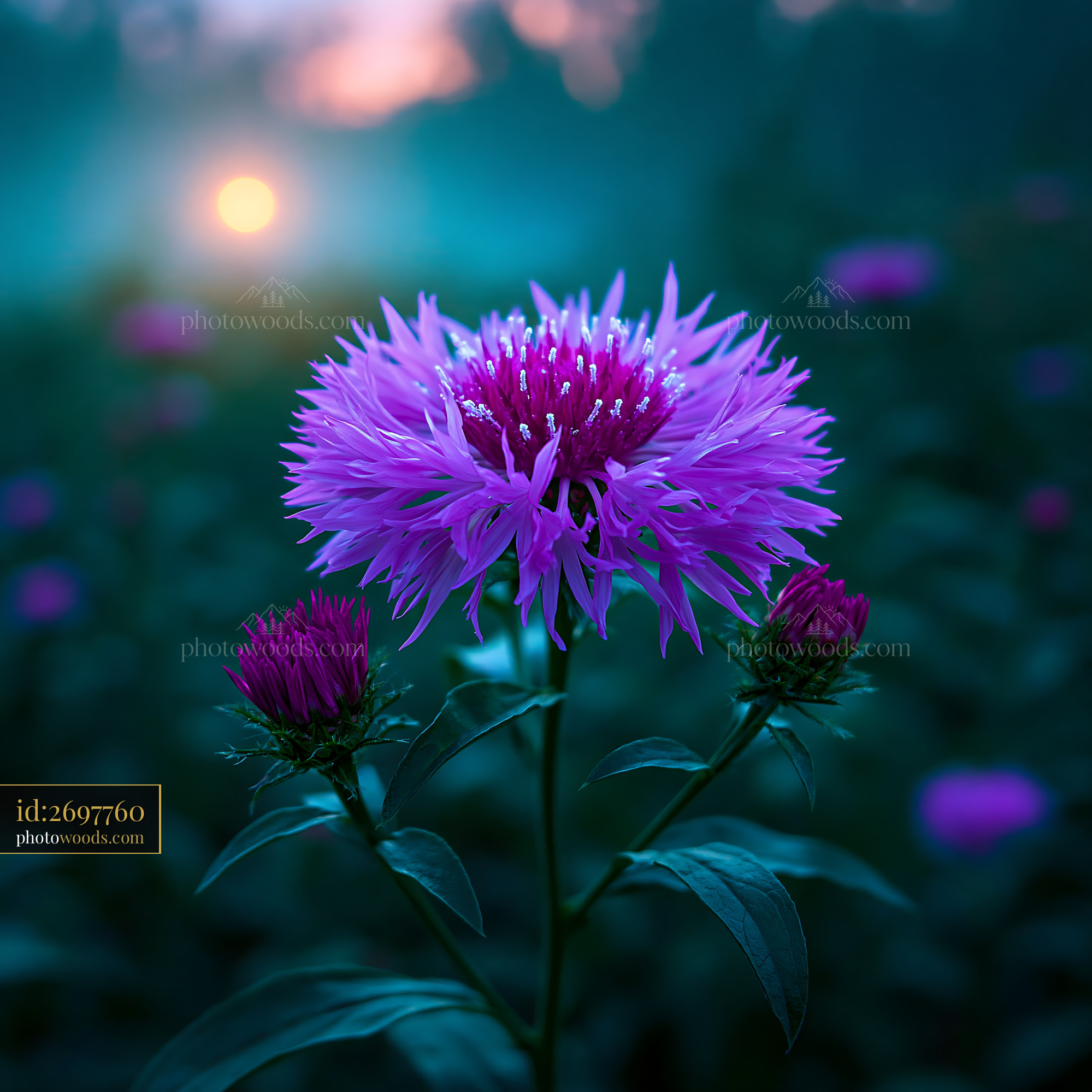Flower Blooms in the Garden During Sunset Behind Soft Haze
