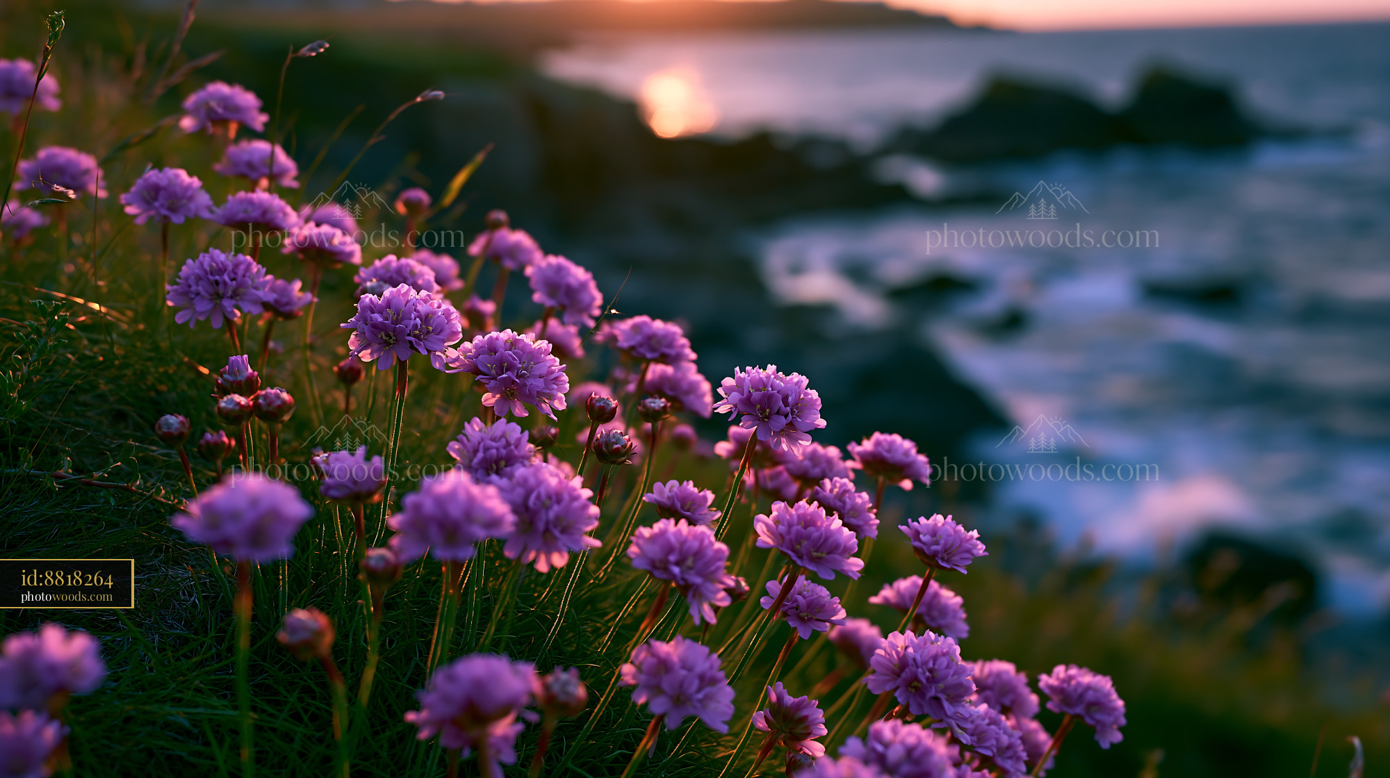Purple Flowers Grow Along the Coast at Sunset