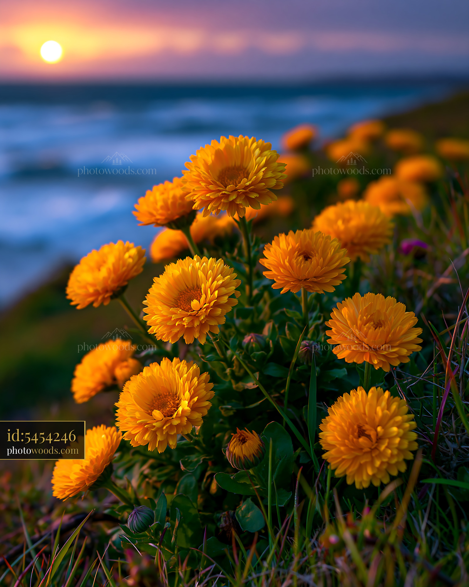 Yellow Flowers Bloom by the Ocean During Sunset