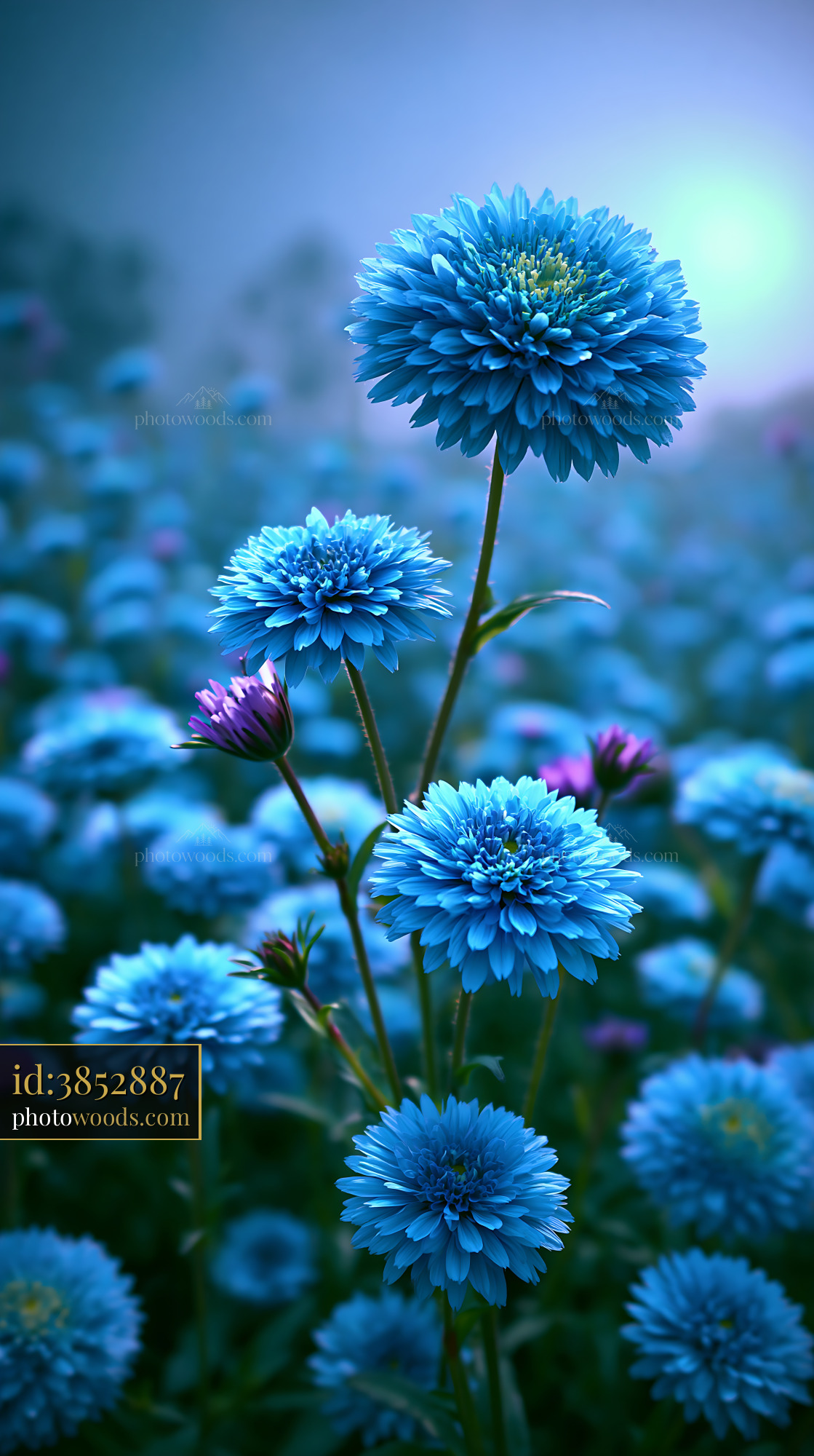 Blue Flowers Grow in a Field With Soft Light and Mist