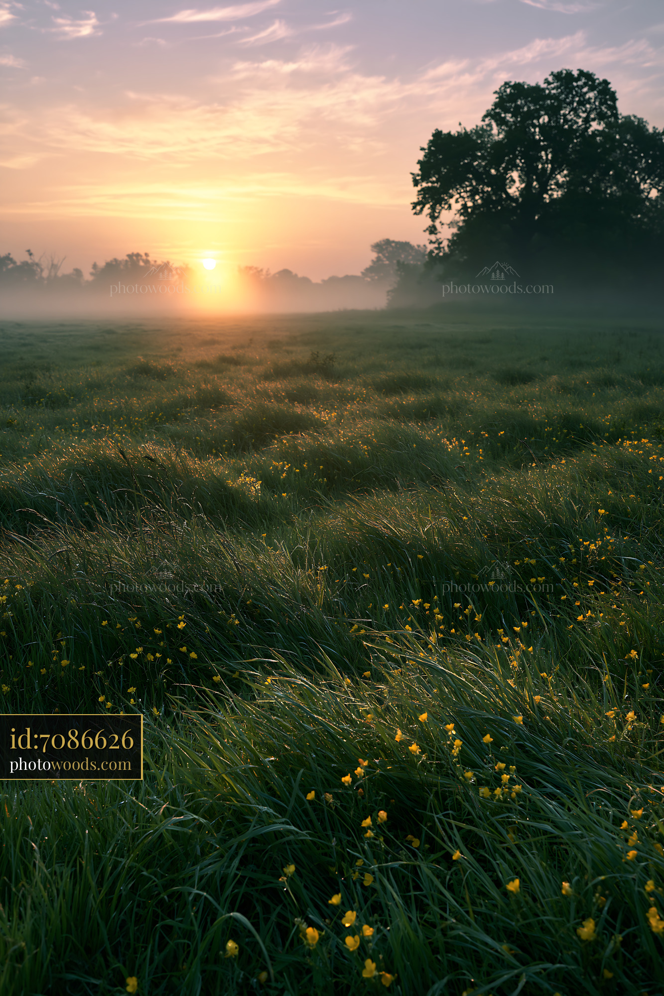 Buttercup Wildflowers in Meadow at Sunrise With Soft Light