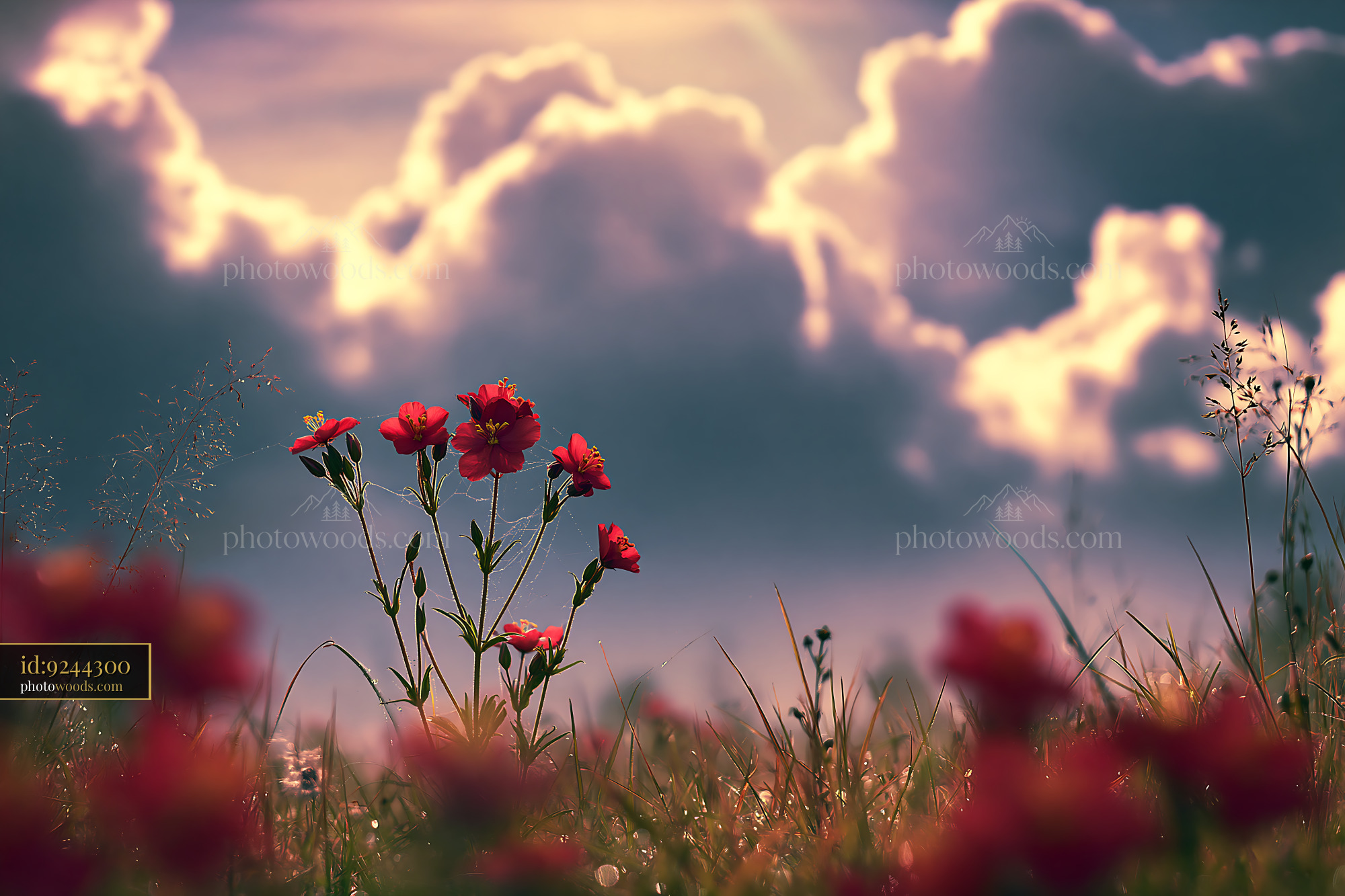 Pimpernel Wildflowers in Field With Cloudy Sky at Golden Hour