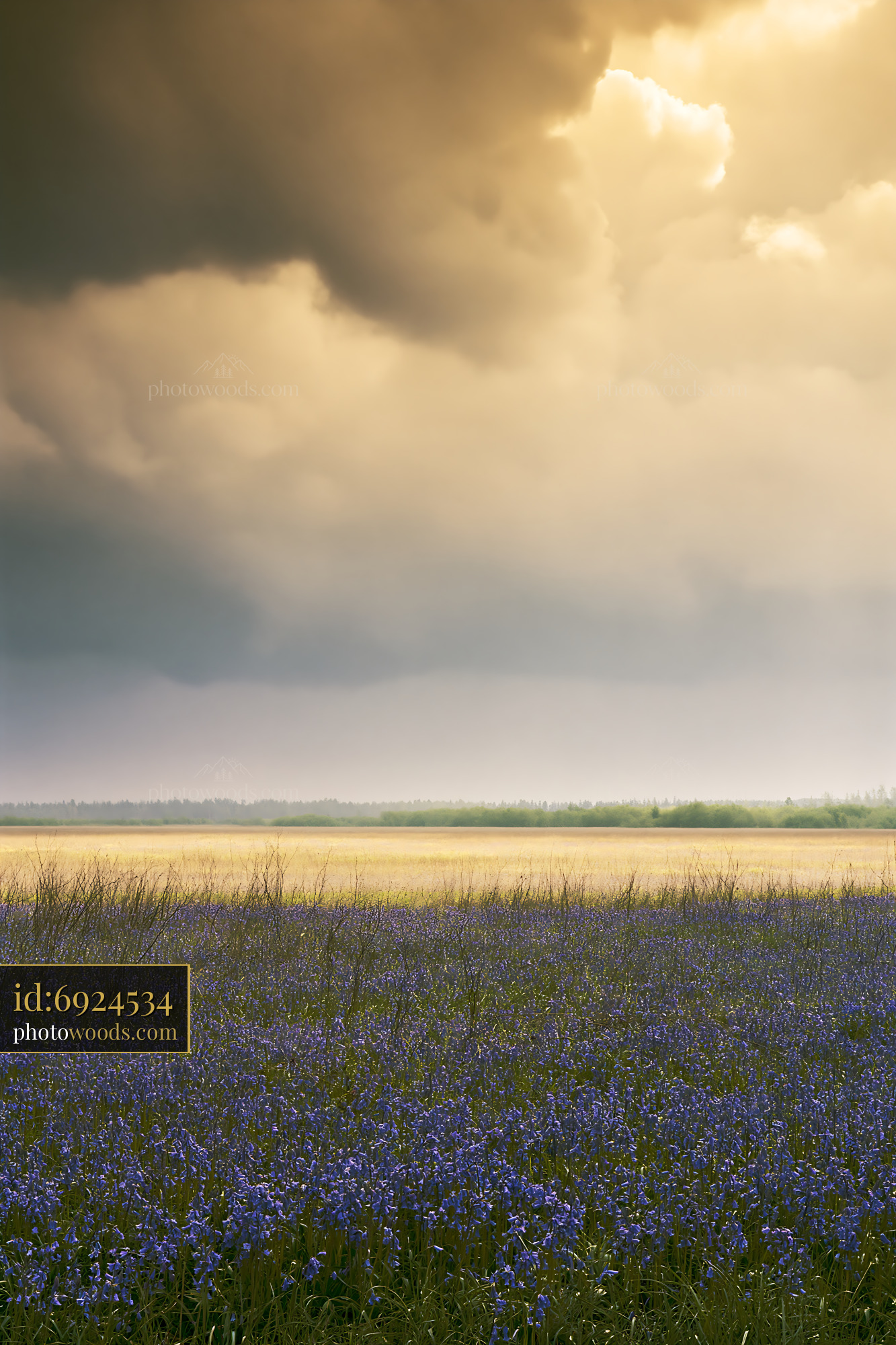 Bluebells Blooming in the Meadow Under Cloudy Skies