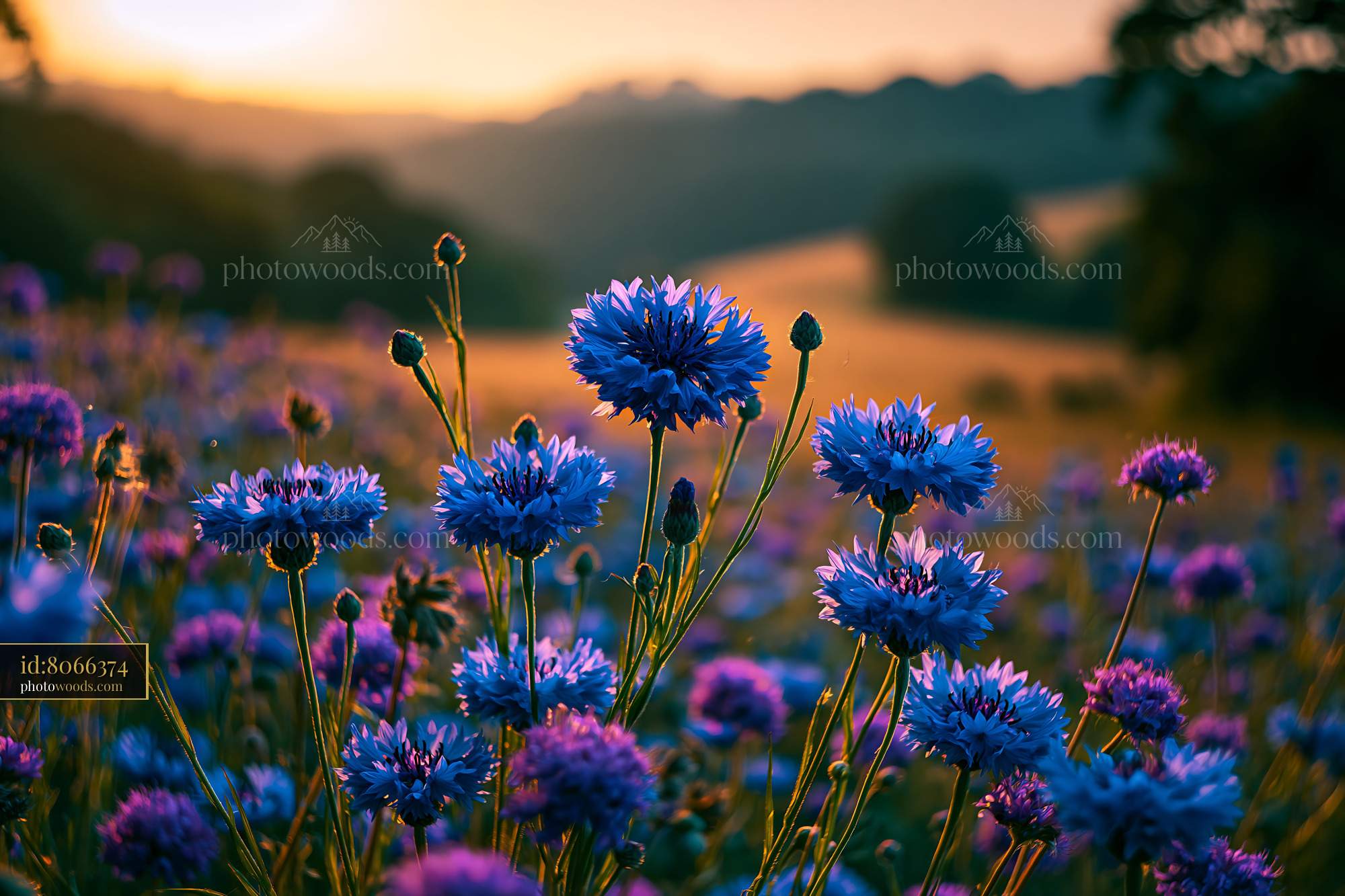 Cornflower Blossoms at Sunset in a Meadow