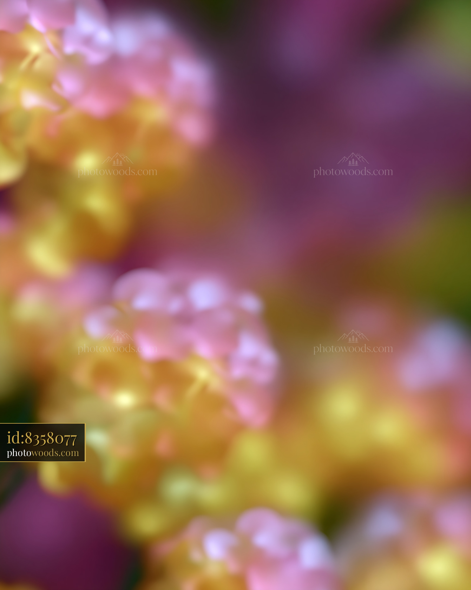 Flowers Bloom in Vibrant Colors Under Soft Light in Nature