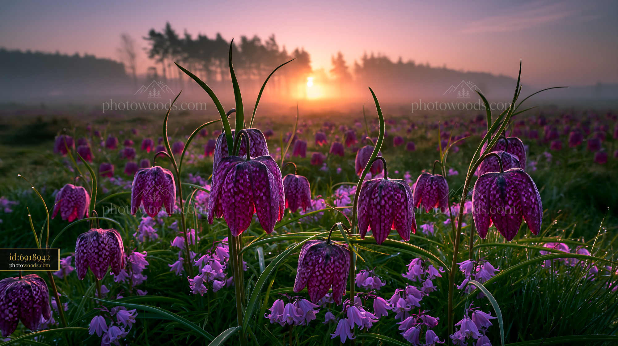 Snakes Head Fritillaries at Sunrise in a Protected Meadow