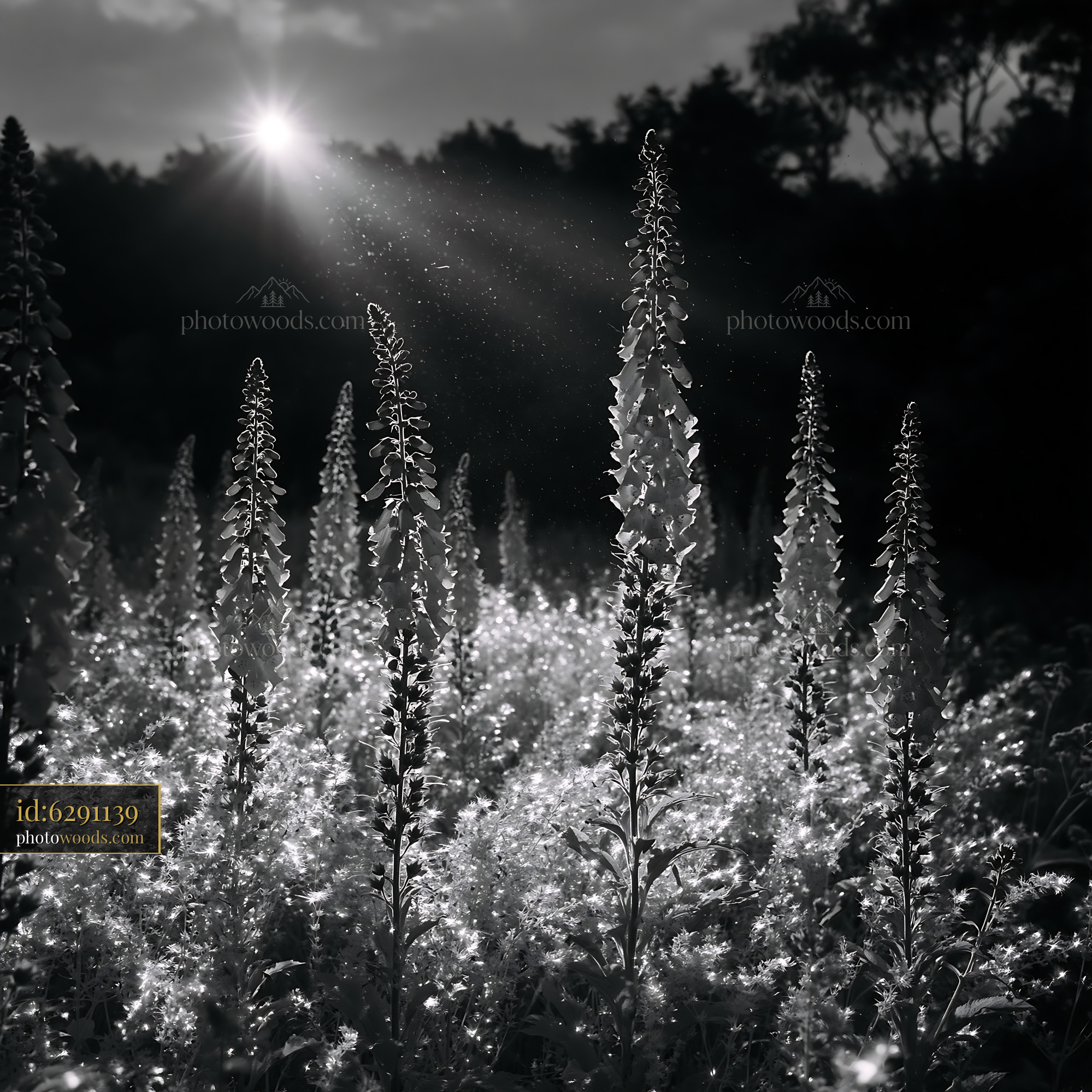 Chamomile Flower in Meadow During Golden Hour